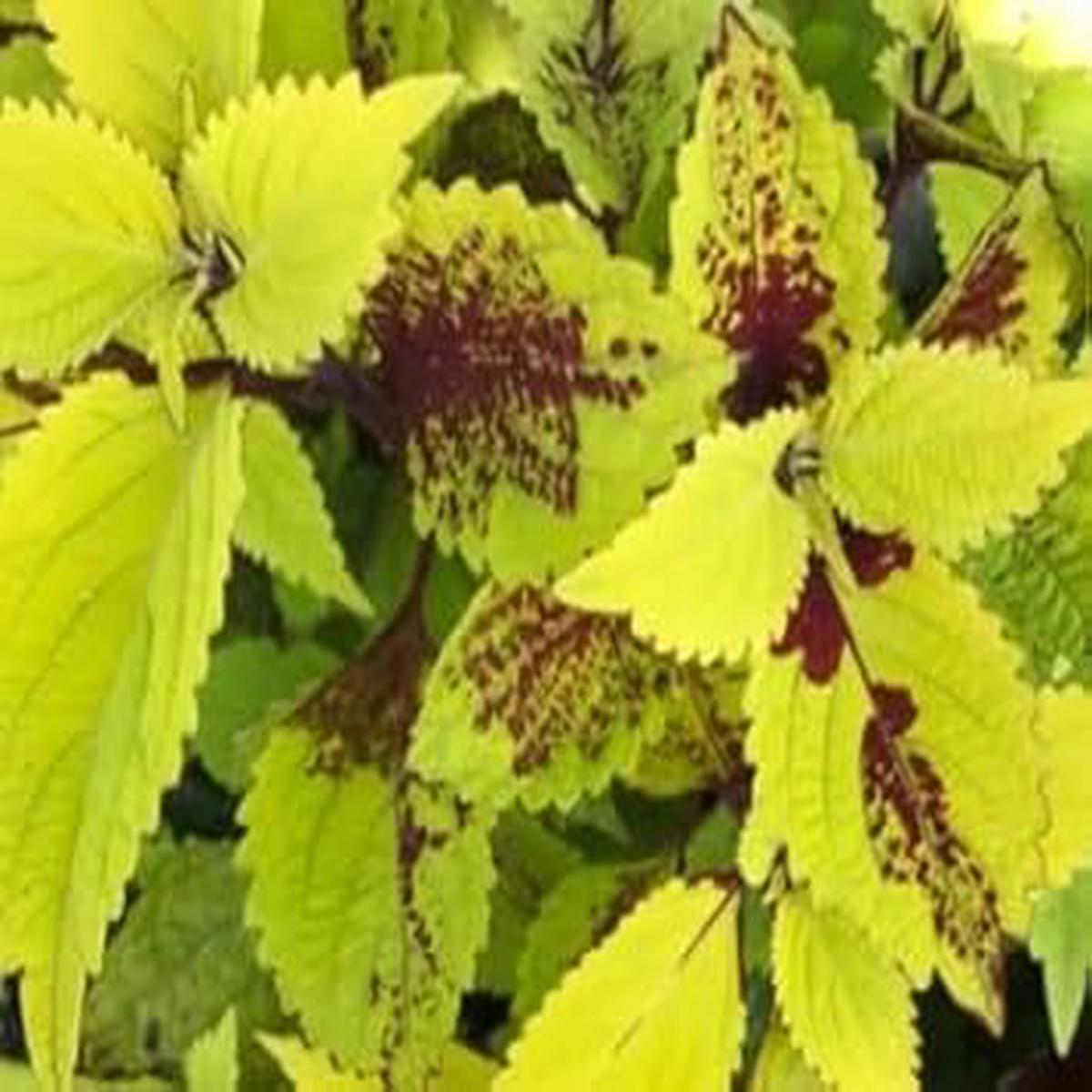 Green Coleus Flower Seeds Heirloom Non-GMO High Germination Organic Garden Seeds for Planting