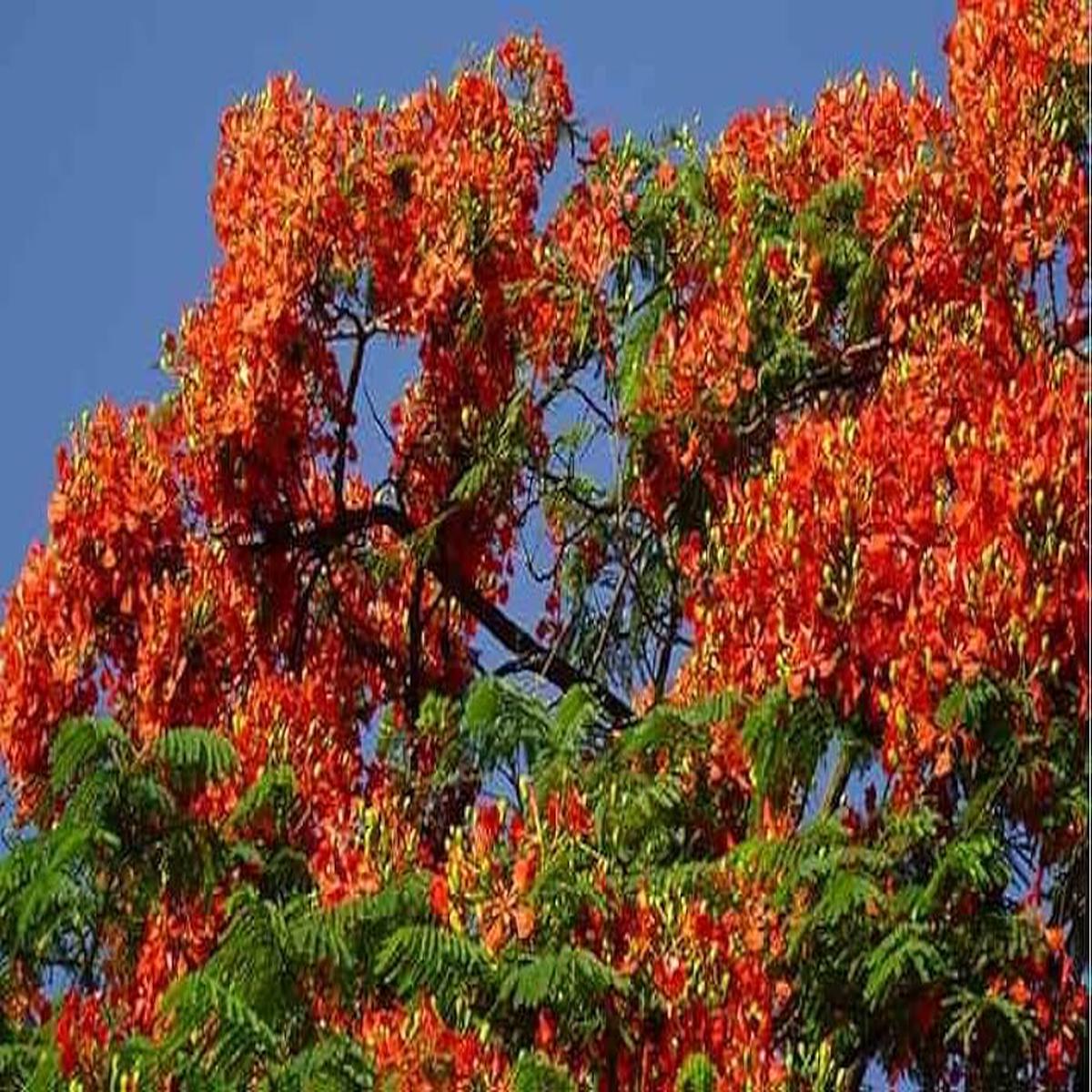 Heirloom Non-GMO Orange Jacaranda Flower Seeds High Germination Vibrant Tree Blooms for Garden Planting