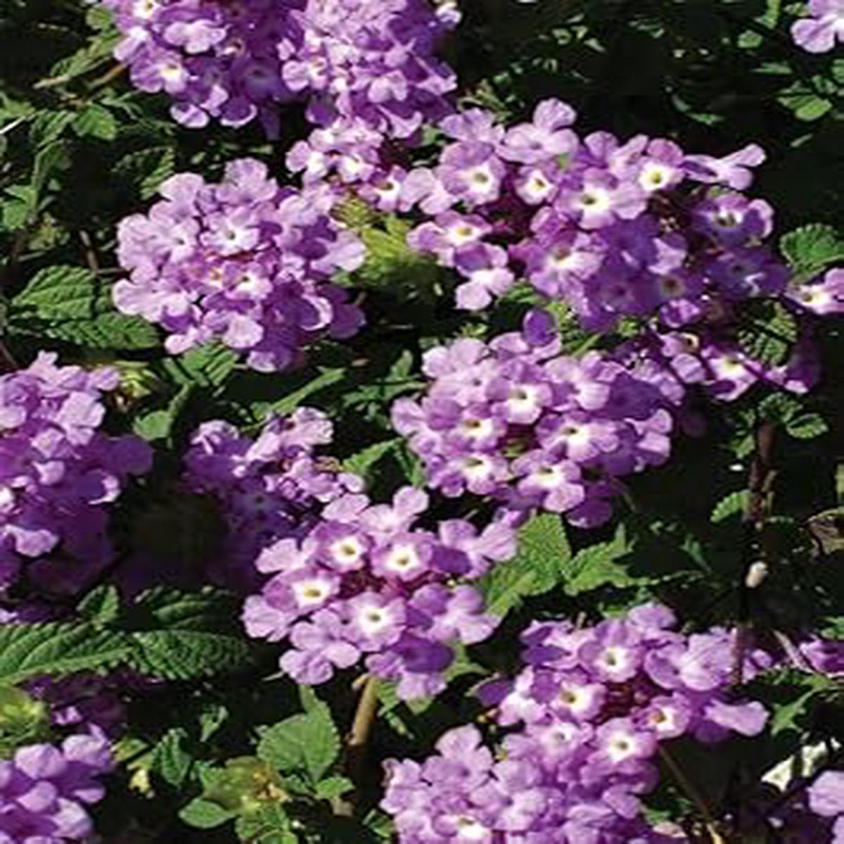 Heirloom Non-GMO Violet Lantana Flower Seeds for Planting Organic Garden Seeds with Butterfly-Attracting Blooms