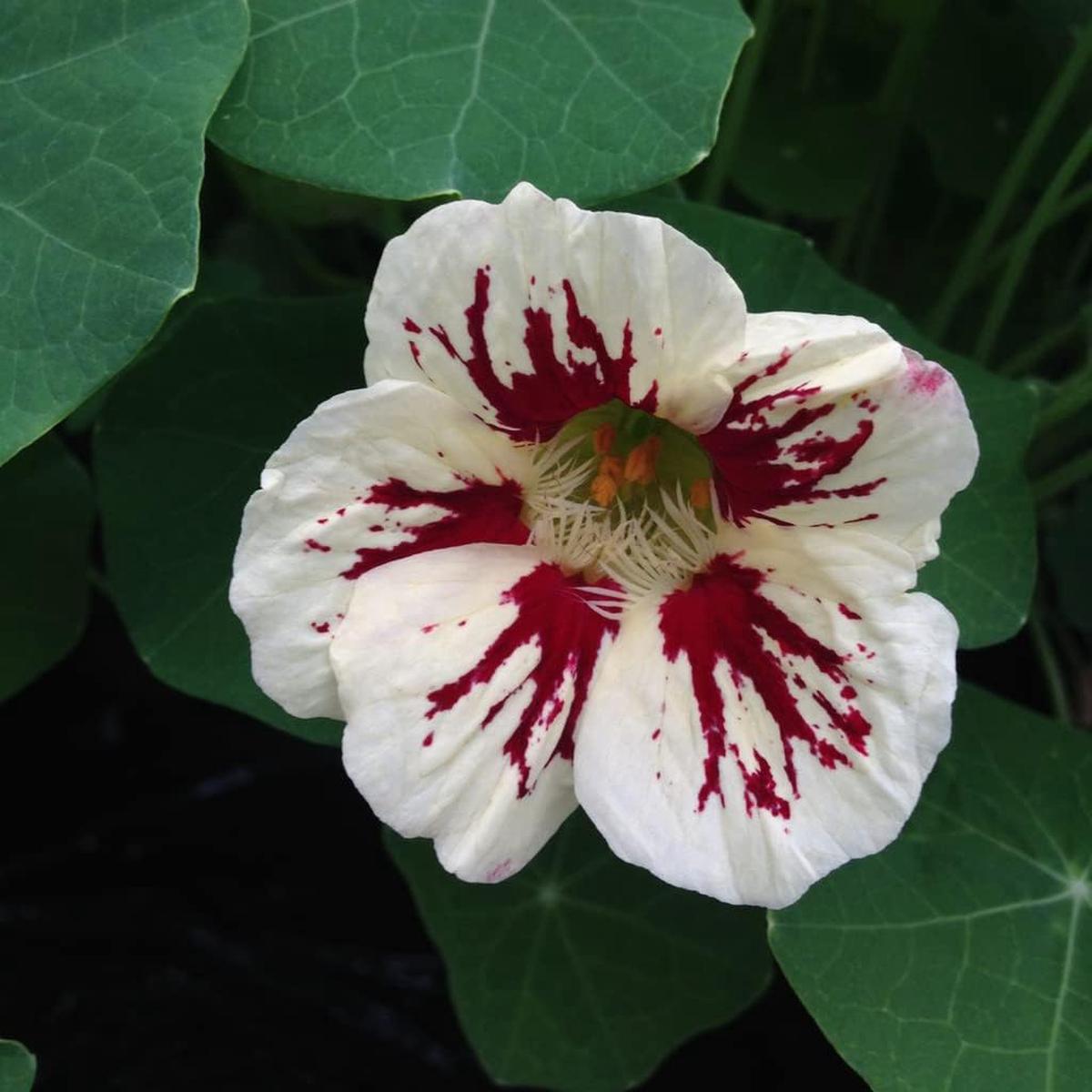 Heirloom White Red Nasturtium Flower Seeds for Planting | Non-GMO High Germination Organic Garden Seeds Edible Decorative Blooms