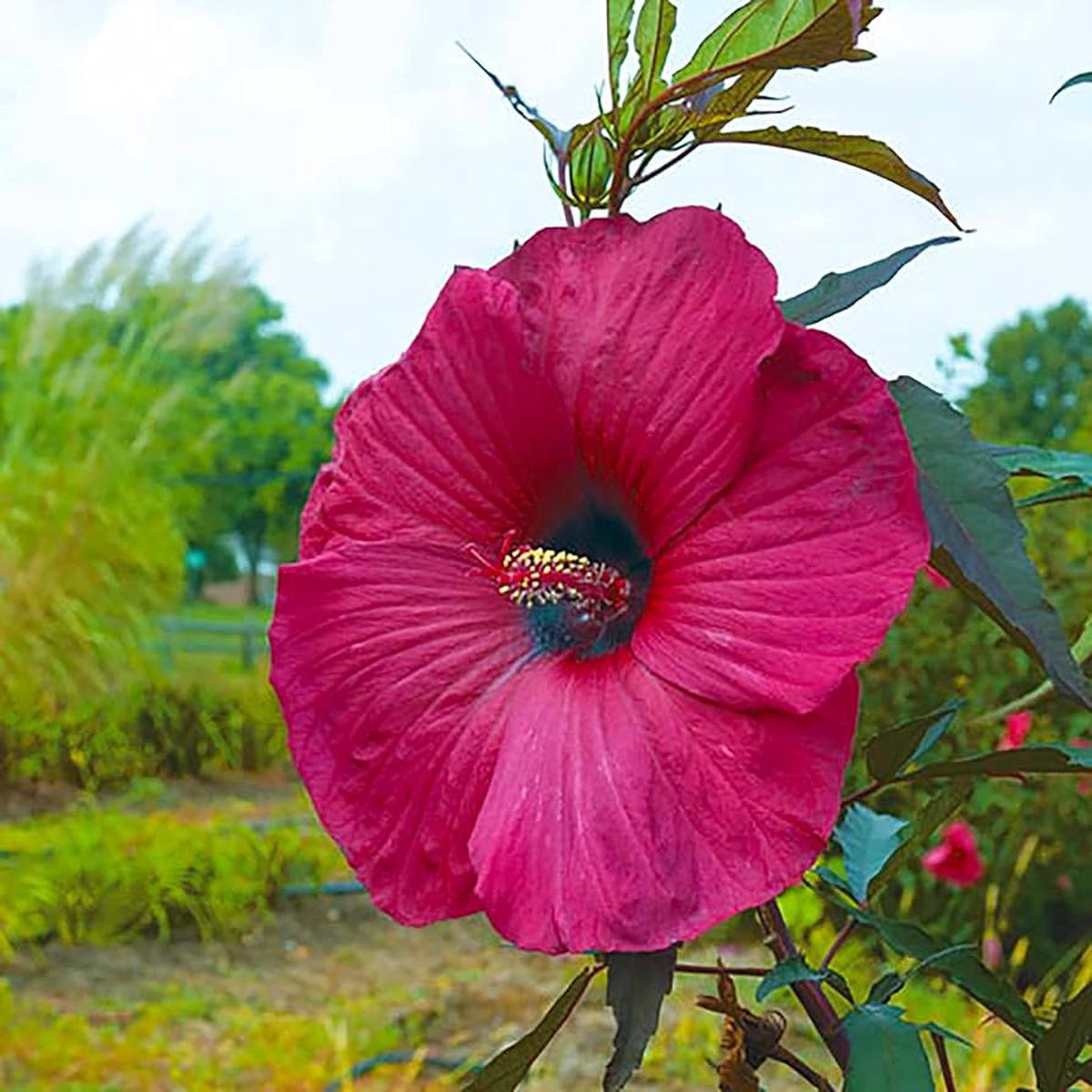 Hibiscus Hibiscus Moscheutos Giant Hardy Flower Seeds for Planting Perennial Variety for Large Garden Blooms