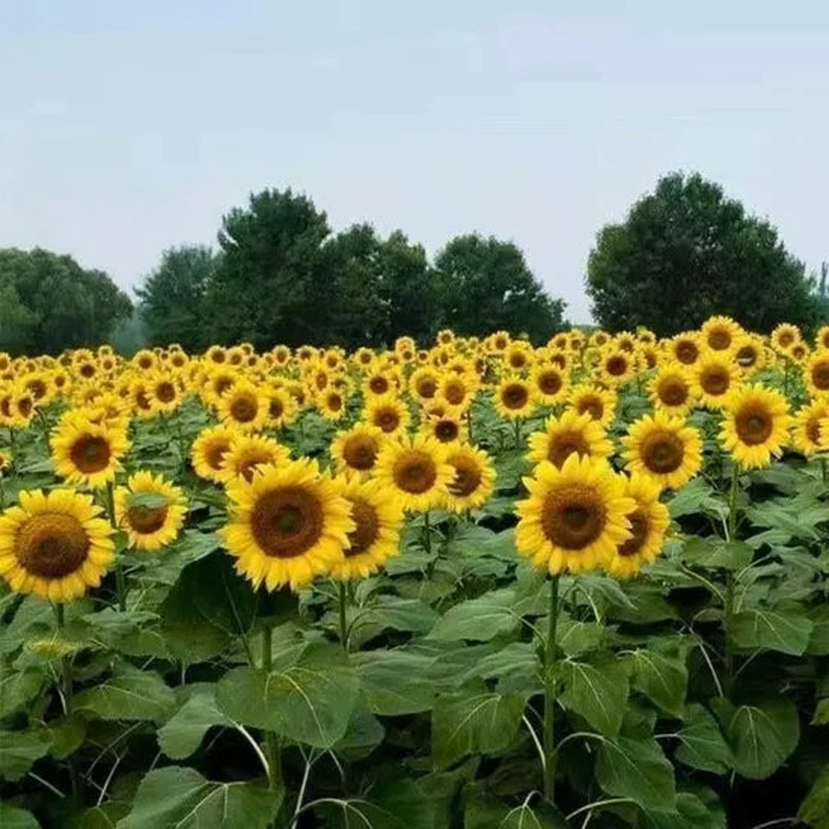 Humidity And Heat Resistant Sunflower For Sowing Heirloom, Non-GMO, High Germination Organic Garden Seeds