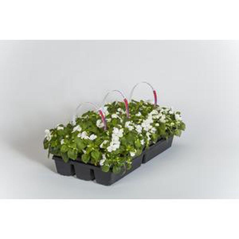 Impatiens Imara White - 10 seeds