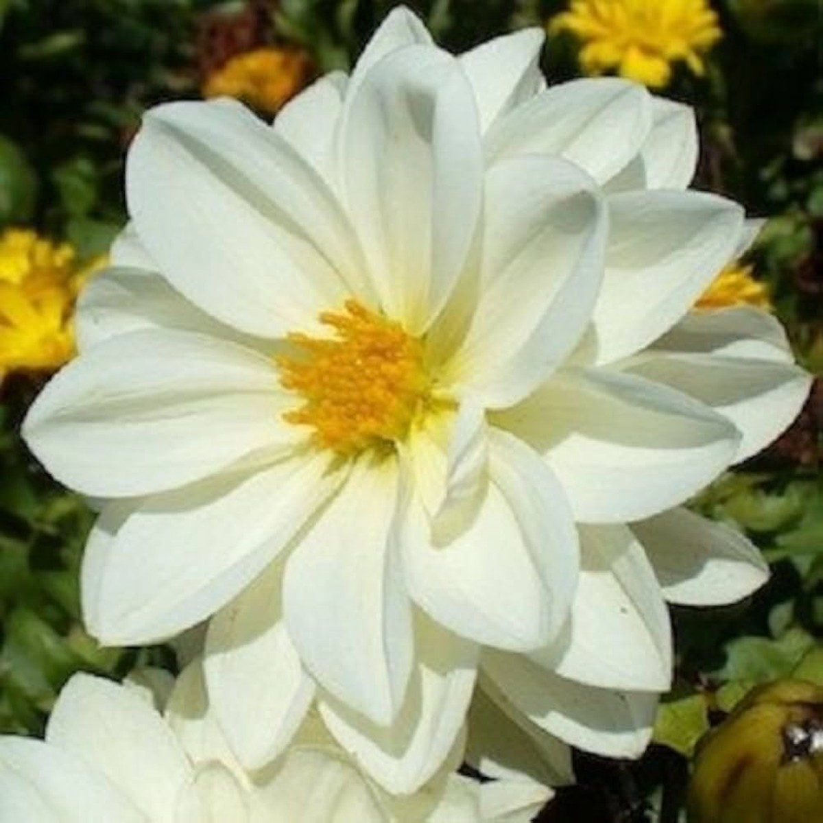 Improved Mignon Mix Flower Seeds for Planting home garden flower bed