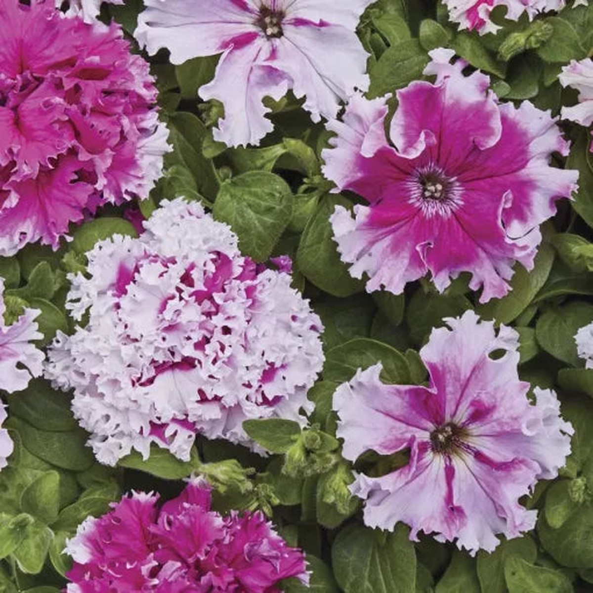Jaromere Petunia Seeds | Greetings Series Soft Pastel Petunia Heirloom, Non-GMO, High Germination Organic Garden Seeds