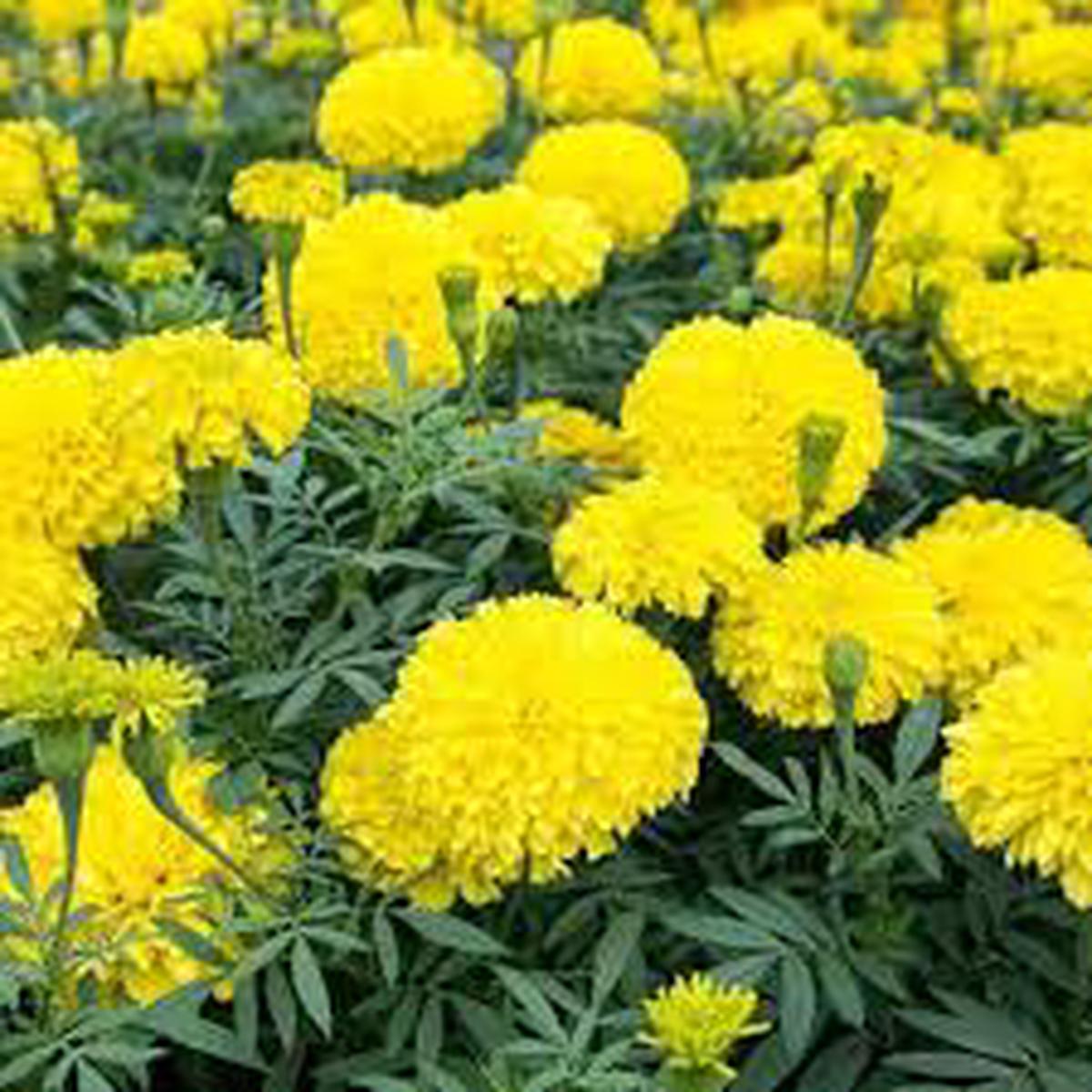 Light Yellow Marigold Flower Seeds for Planting Shade Tolerant, Heirloom, Non-GMO & High Germination Seeds