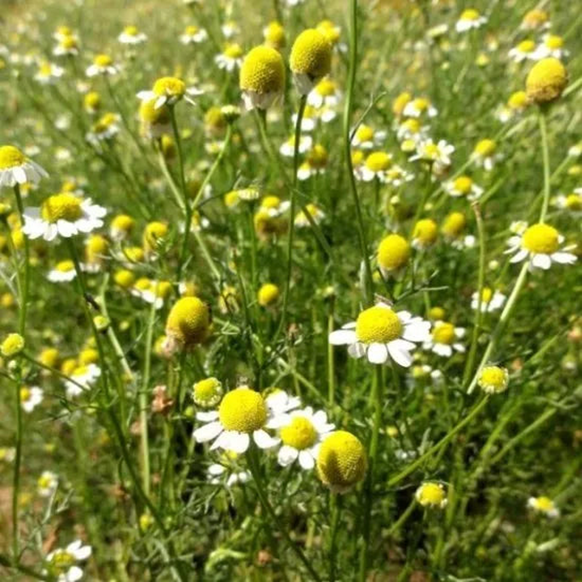 Like Warmth Humidity Perennial Herb Chamomile Noble For Sowing Heirloom, Non-GMO, High Germination Organic Garden Seeds