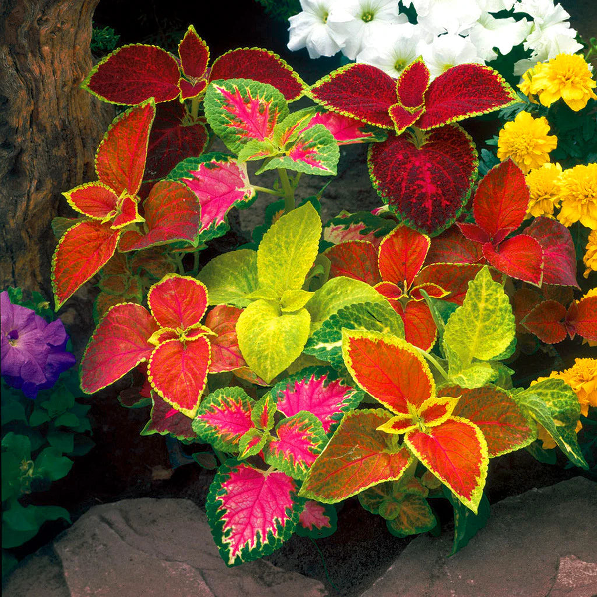 Maroon Coleus Flower seeds for Planting Colorful Display Heirloom & GMO Free Seeds for Home Garden