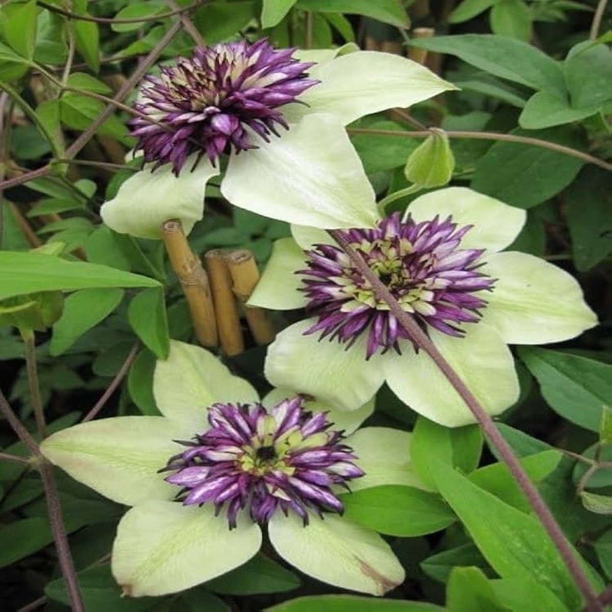 Mixed Clematis Clematis Spp Flower For Planting Flower Seeds for Home Garden Planting, Landscape