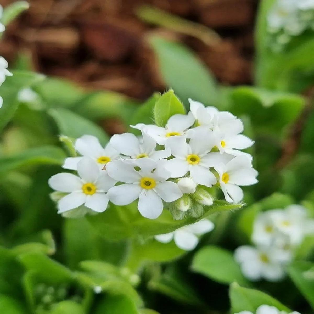 Myosotis Alpestris Flower seeds for Planting, Wildflower Mix Heirloom & GMO Free Seeds for Home Garden