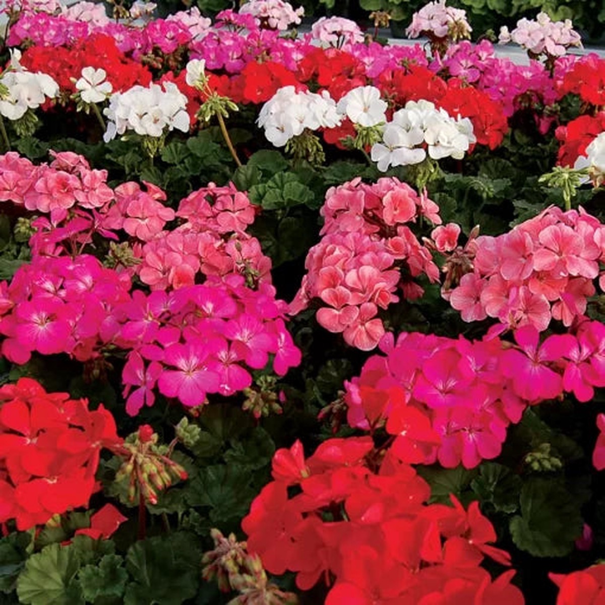 Nano Geranium Mix Seeds | Compact Mixed Color Geranium Collection Heirloom, Non-GMO, High Germination Organic Garden Seeds