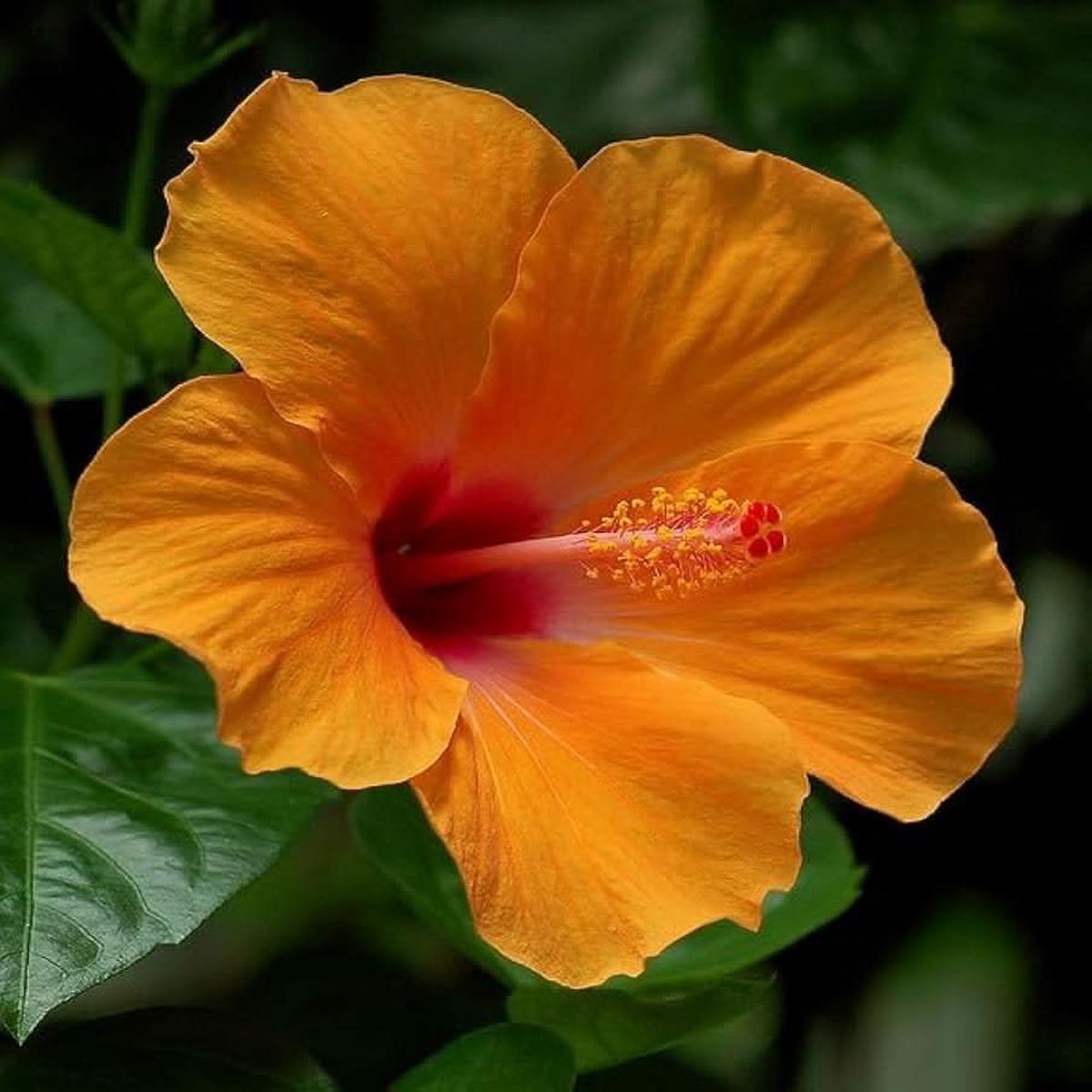 Orange Yellow Hibiscus Hibiscus rosa-sinensis flower seeds for decorative flowering garden use