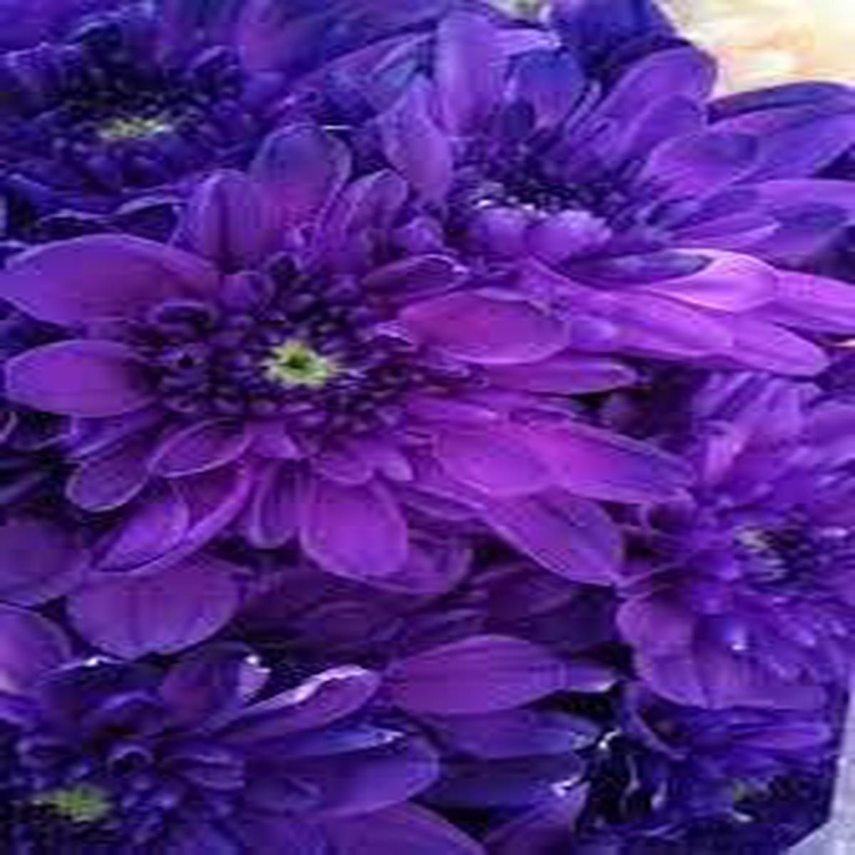 Organic Heirloom Non-GMO Blue Violet Chrysanthemum Seeds for Planting Garden Blooms