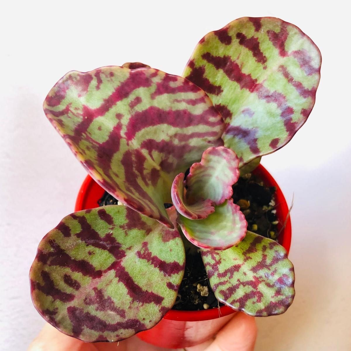 Organic Heirloom Non-GMO Purple Humilis Seeds for Planting Fresh Vibrant Blooms