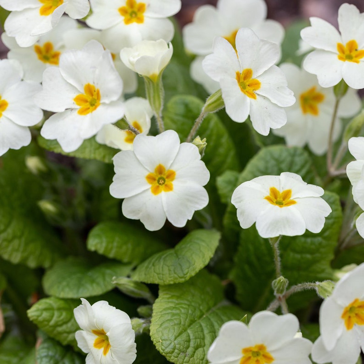 Organic Heirloom Non-GMO White Primrose Seeds for Planting Spring Garden Blooms