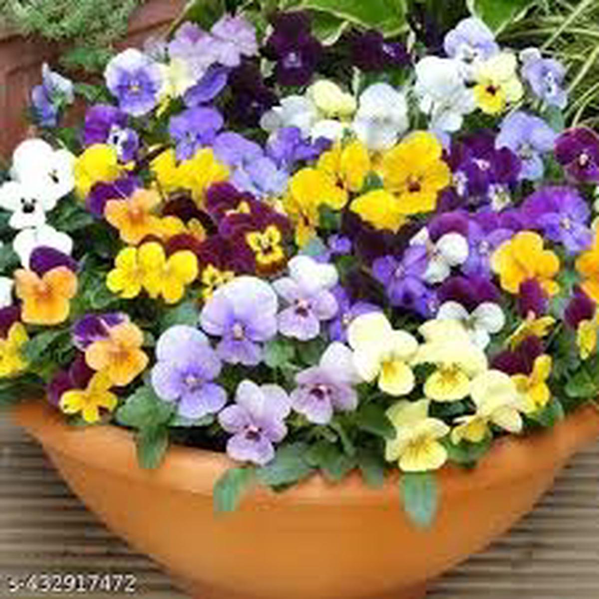 Pansy Flower Seeds for Planting - Cottage Garden Essential, Heirloom & Non-GMO Seeds for Home Garden