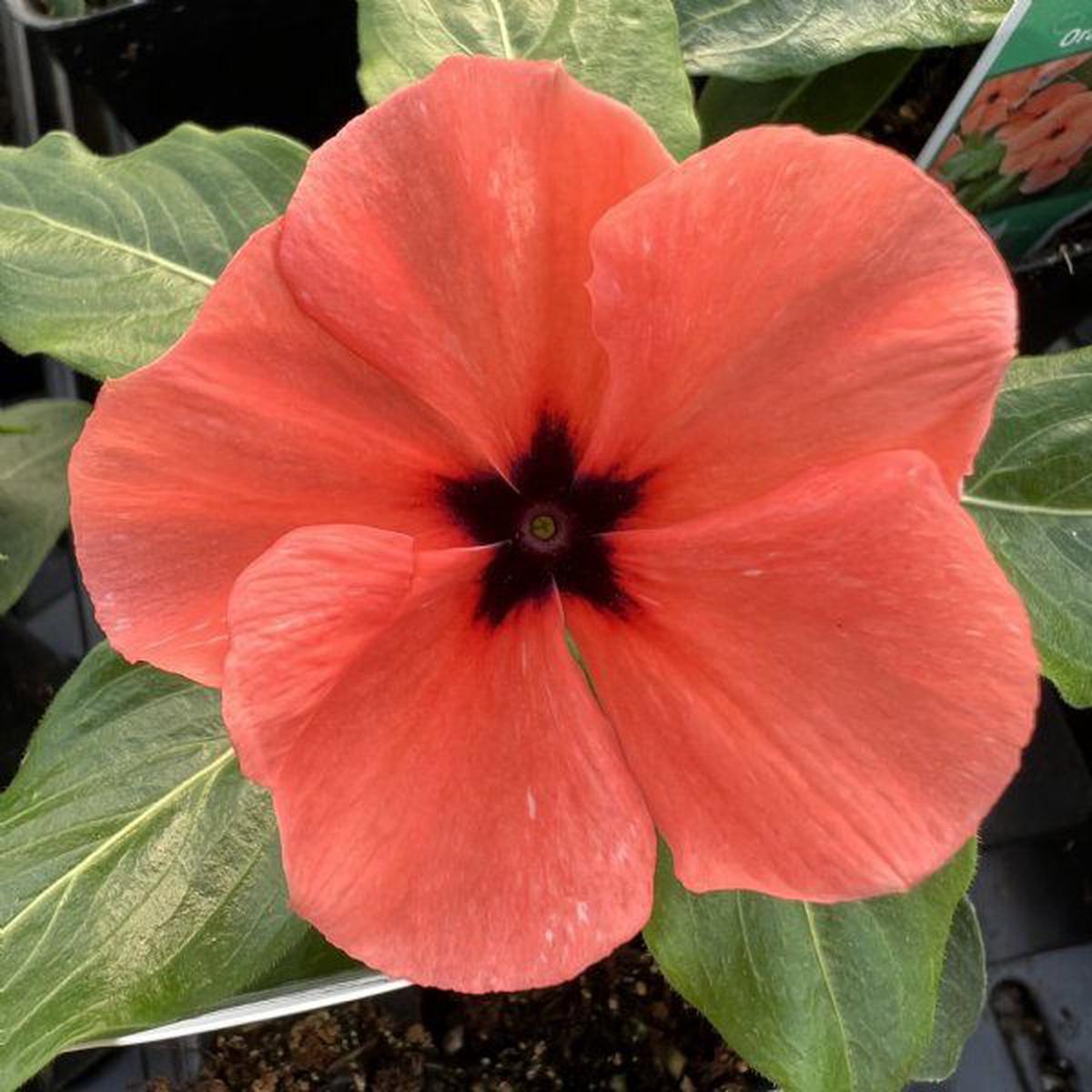 Periwinkle Flower seeds for Planting Drought Tolerant Heirloom & GMO Free Seeds for Home Garden Sale