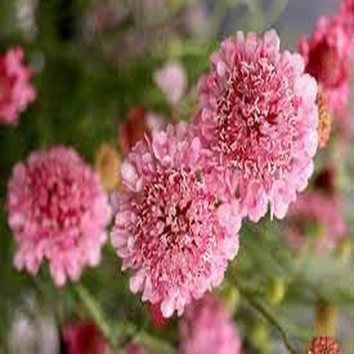 Pincushion Flower seeds for Planting Perfect for Borders Heirloom & GMO Free Seeds for Home Garden