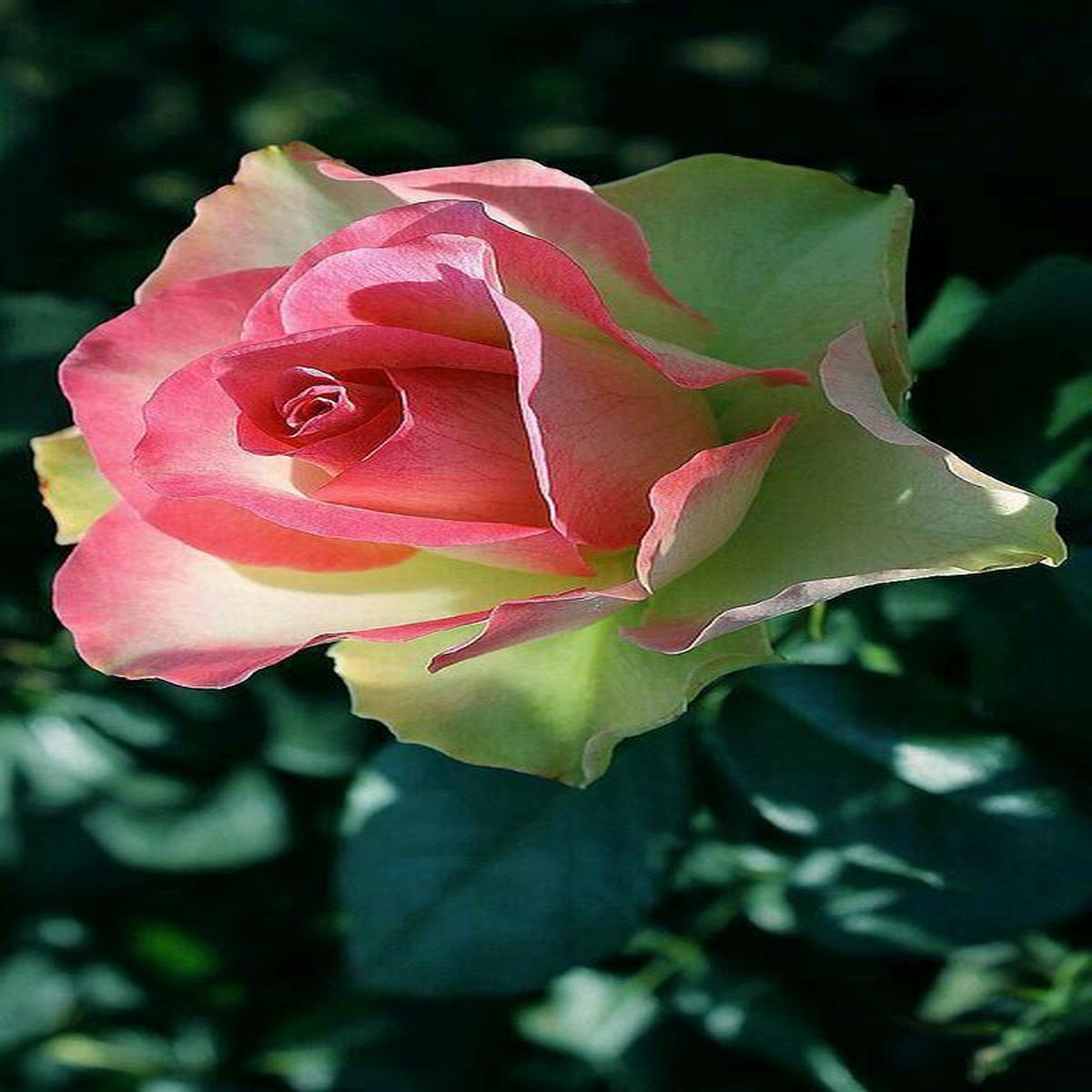 Pink Green Rose Flower Seeds for Planting Heirloom, Non-GMO, High Germination Organic Garden Seeds Hardy & Easy to Grow