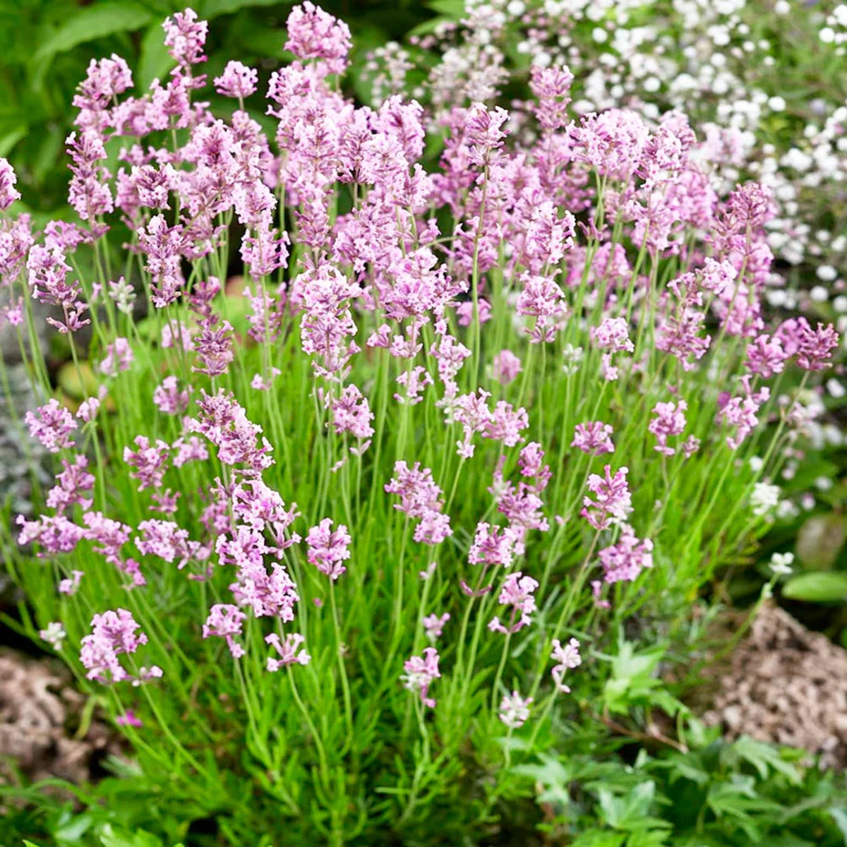 Pink Lavender Flower Seeds for Planting Heirloom, Non-GMO Pollinator-Friendly Organic Garden Seeds