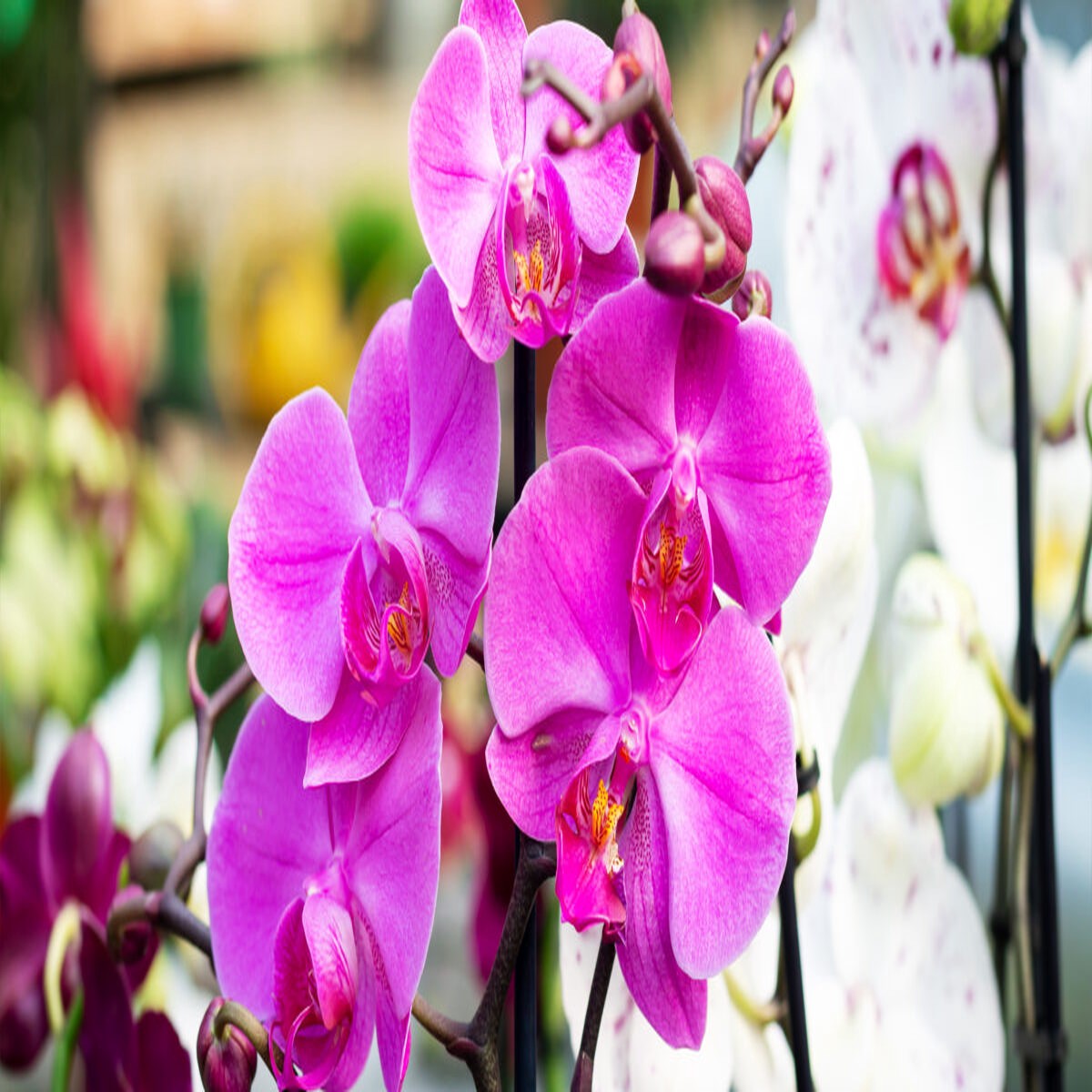 Pink Red Phalaenopsis Orchid Flower Seeds Heirloom Non-GMO High Germination Organic Garden Seeds for Planting