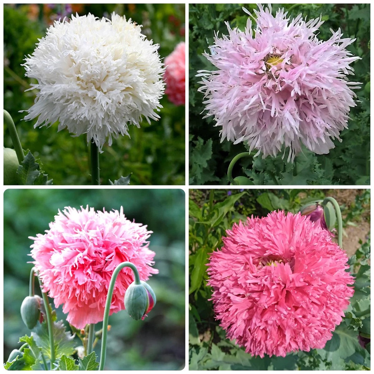 PomPom Poppy Seed Mix Shades of Pastels Mixed Blooms P Somniferum Seeds Heirloom, Non-GMO, High Germination Organic Garden Seeds