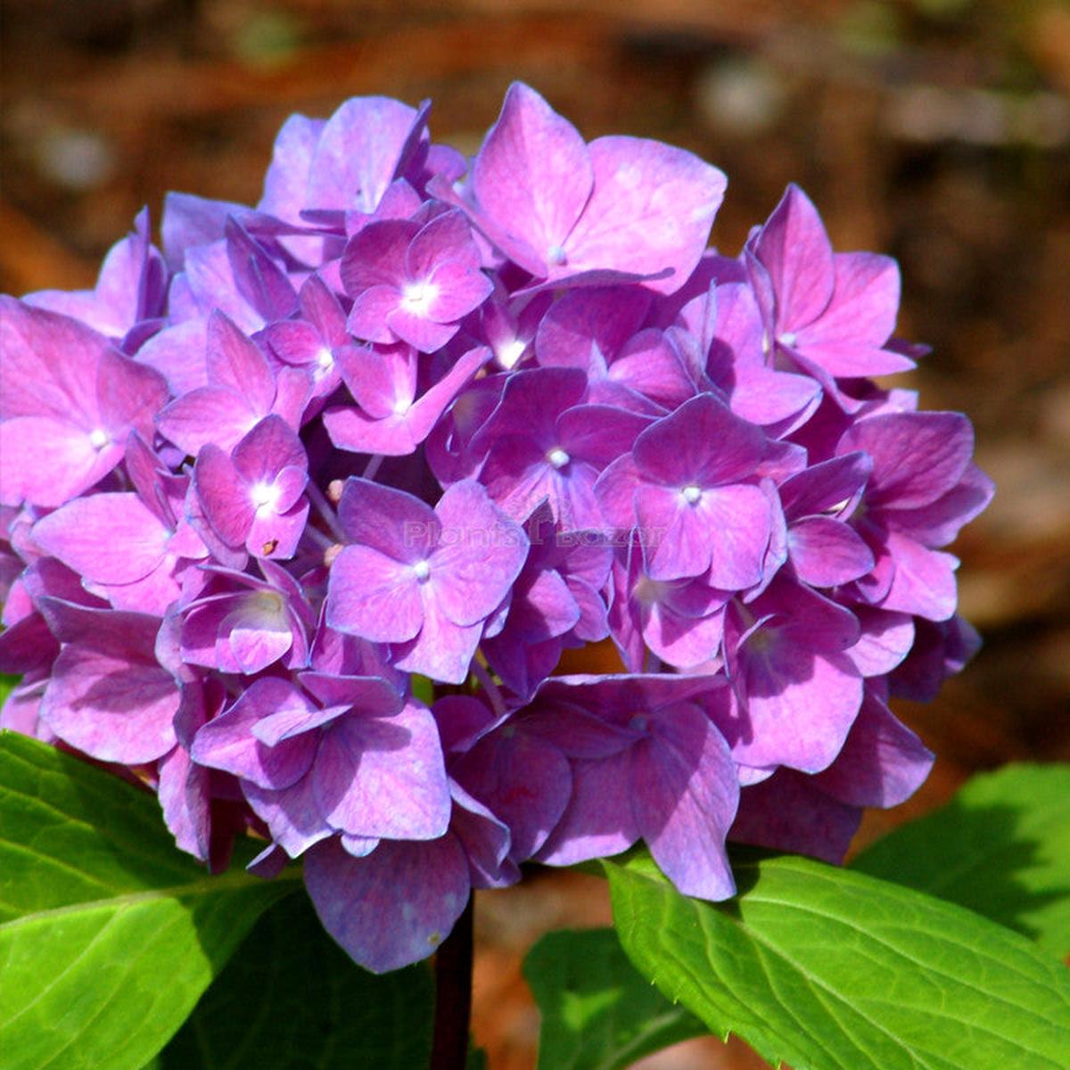 Purple Hydrangea Flower Seeds for Planting | Heirloom Non-GMO High Germination Organic Garden Seeds