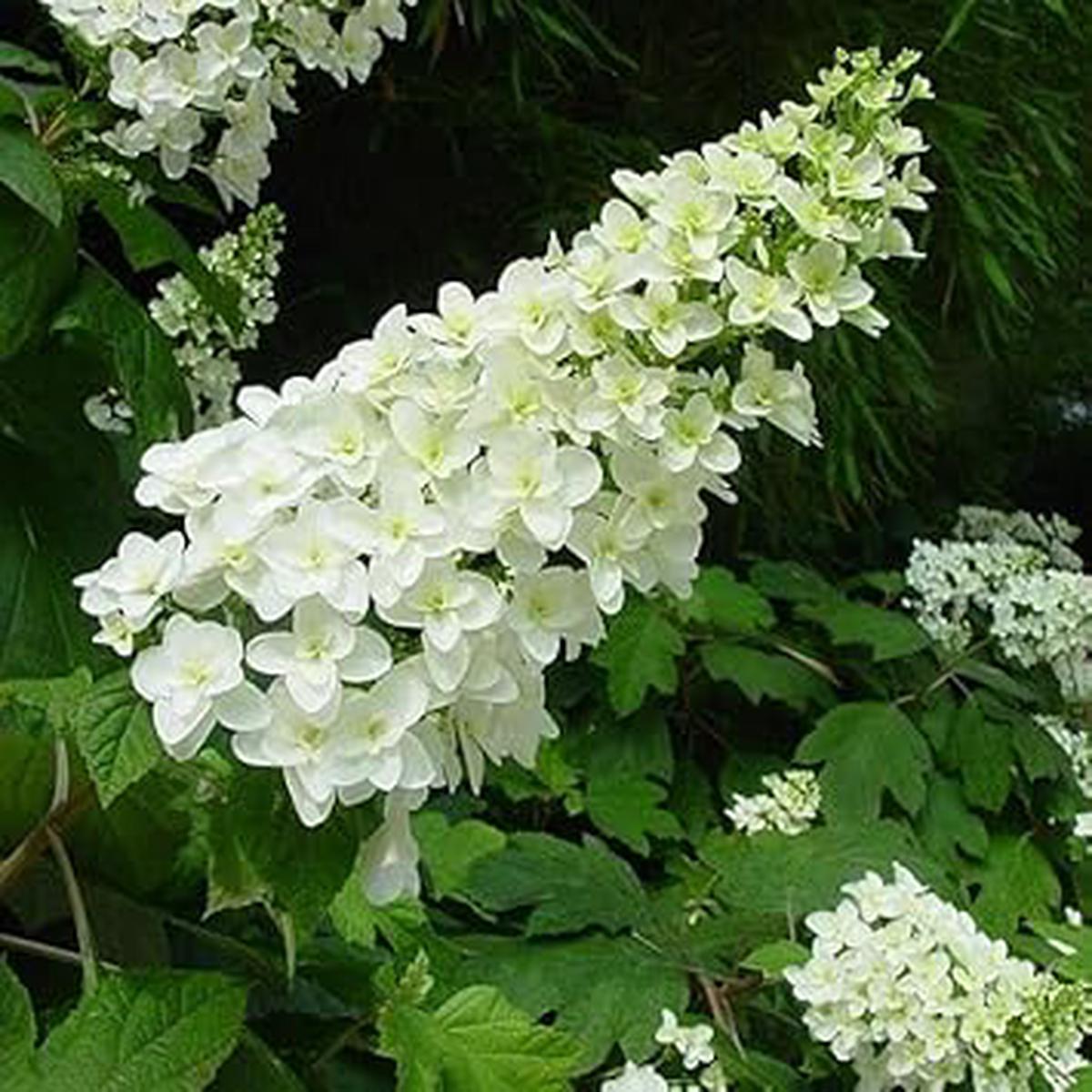 Quercifolia Flower seeds for Planting - Garden Favorite, Heirloom & GMO Free Seeds for Home Garden