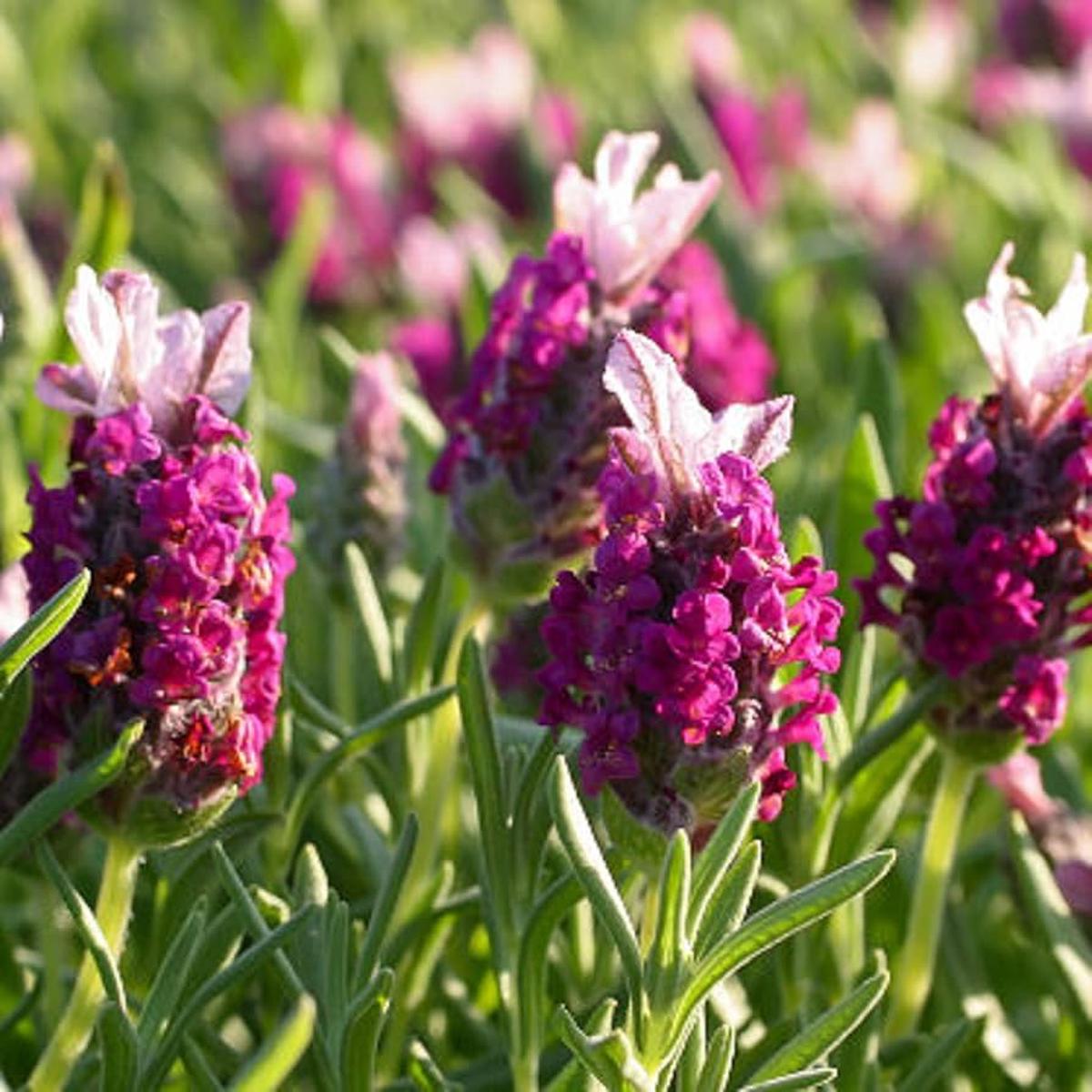 Red Lavender Purple Heirloom Non Gmo Fragrant Flowers And Aromatic Gardens Flower Seeds