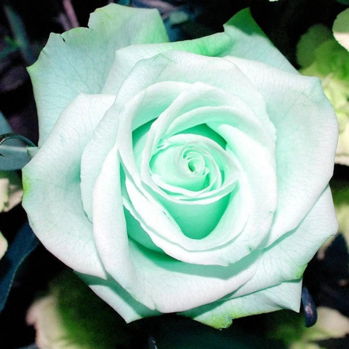 Sea Green Rose Flower seeds for Planting - Drought Tolerant, Heirloom & GMO Free Seeds for Home Garden