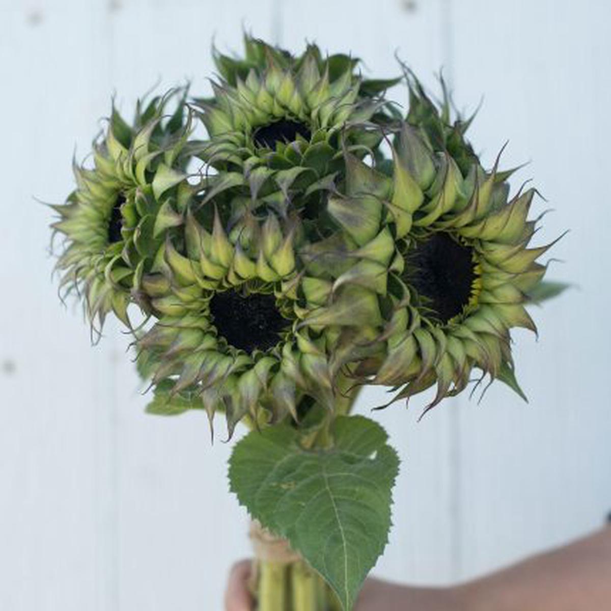 Sea Green Sunflower Perennial Flower Seeds for Planting Heirloom, Non-GMO, High Germination Organic Garden Seeds