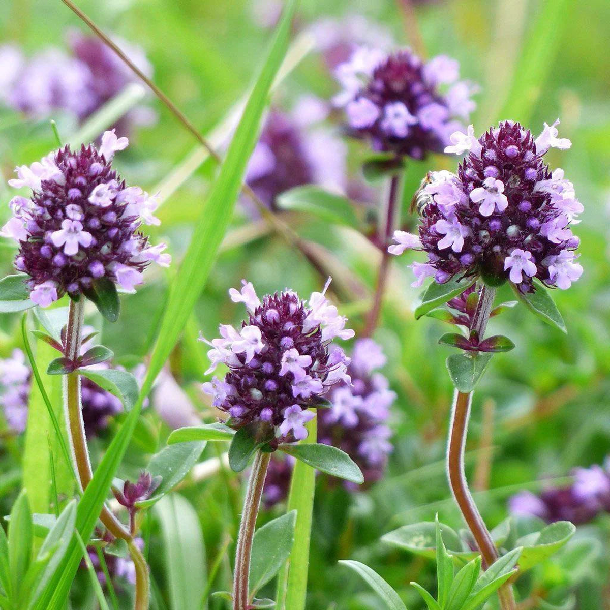 Serpyllum Violet Creeping Thyme Seeds Heirloom Non-GMO Organic Ground Cover Seeds for Planting
