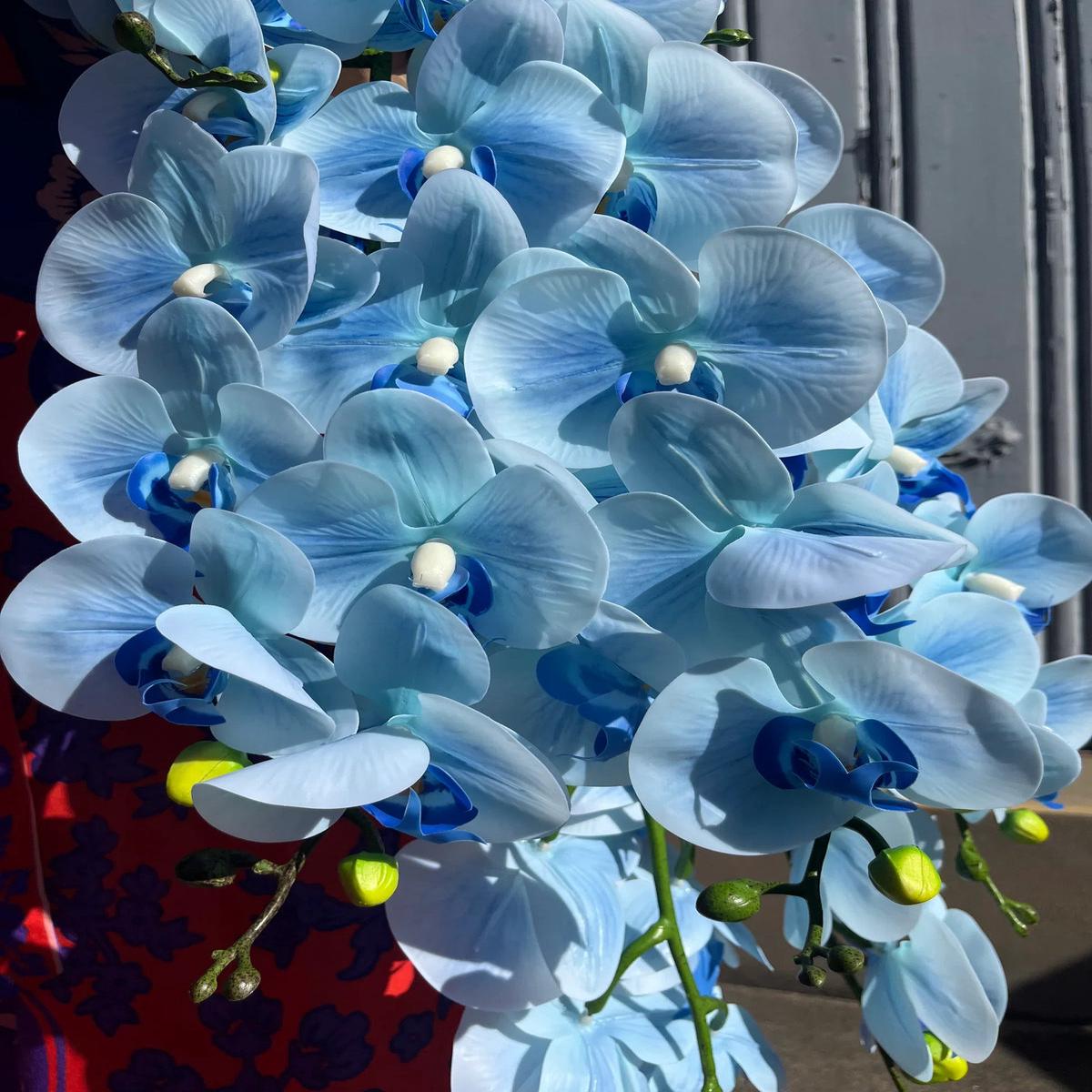 Sky Blue Orchid Flower seeds for Planting - Vibrant Colors, Heirloom & GMO Free Seeds for Home Garden