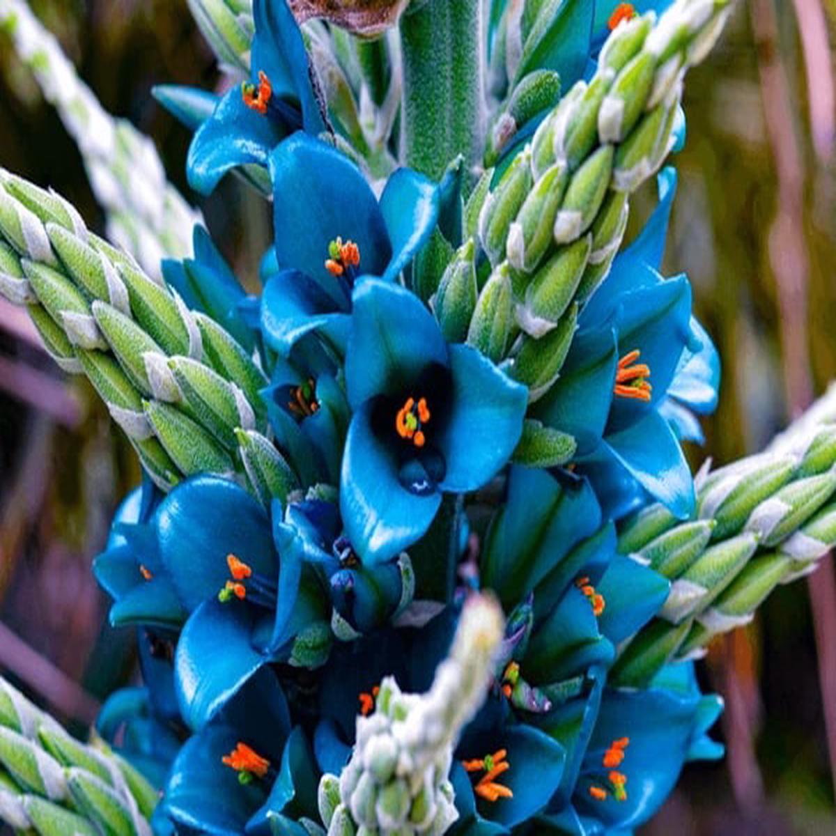 Sky Blue Puya Santosii Flower Seeds for Planting Heirloom, Non-GMO, Pollinator Friendly, High Germination