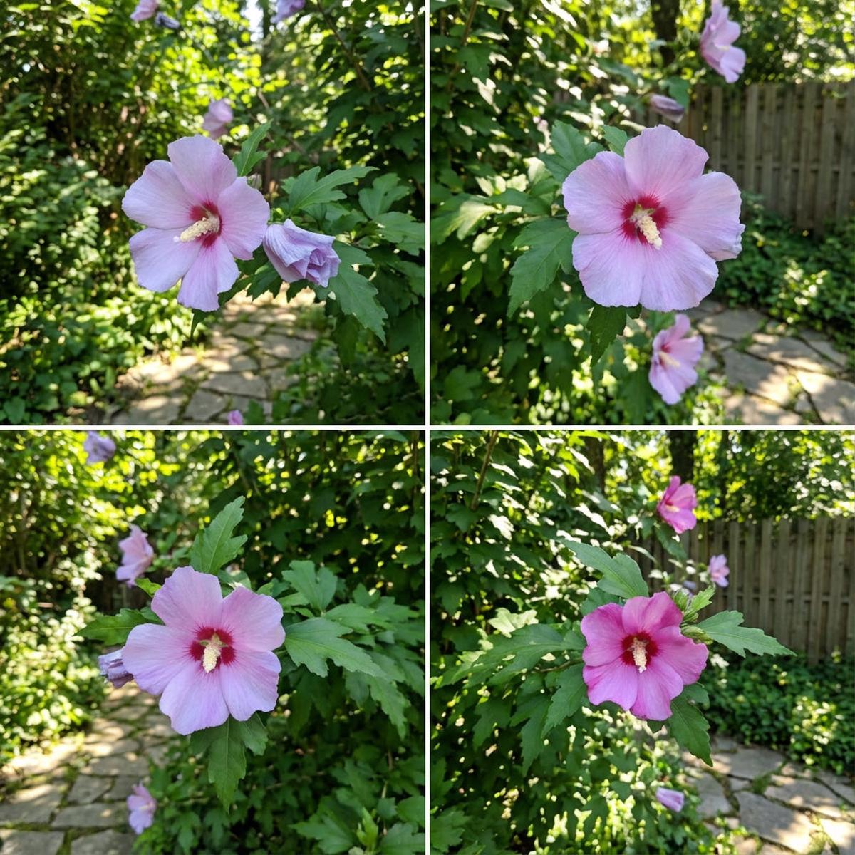Syriacus Flower Seeds for Planting | Premium Hibiscus Syriacus Seeds