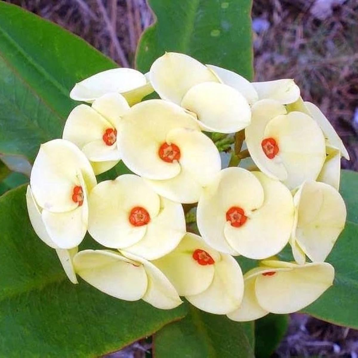 Thorn Flower Seeds for Planting Heirloom, Non-GMO Cottage Garden Organic Garden Seeds