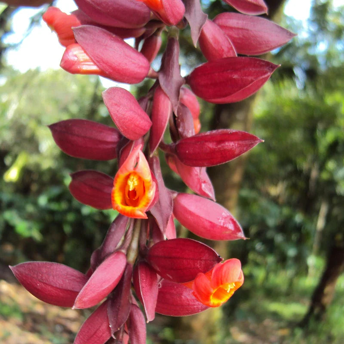 Thunbergia Coccinea Flower seeds for Planting Compact Growth Heirloom & GMO Free Seeds for Home Garde
