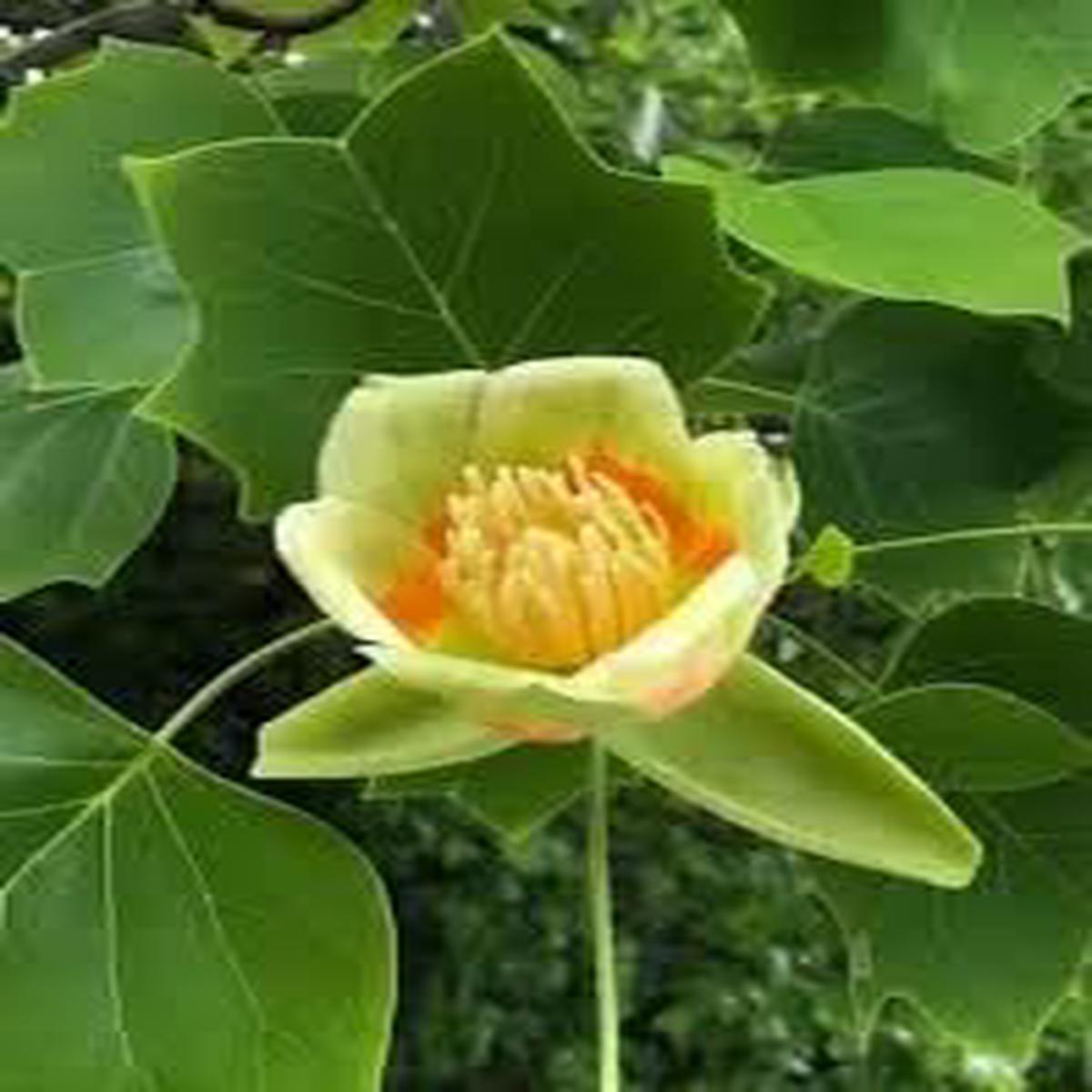 Tulpenbaum Flower seeds for Planting - Sun Loving, Heirloom & GMO Free Seeds for Home Garden