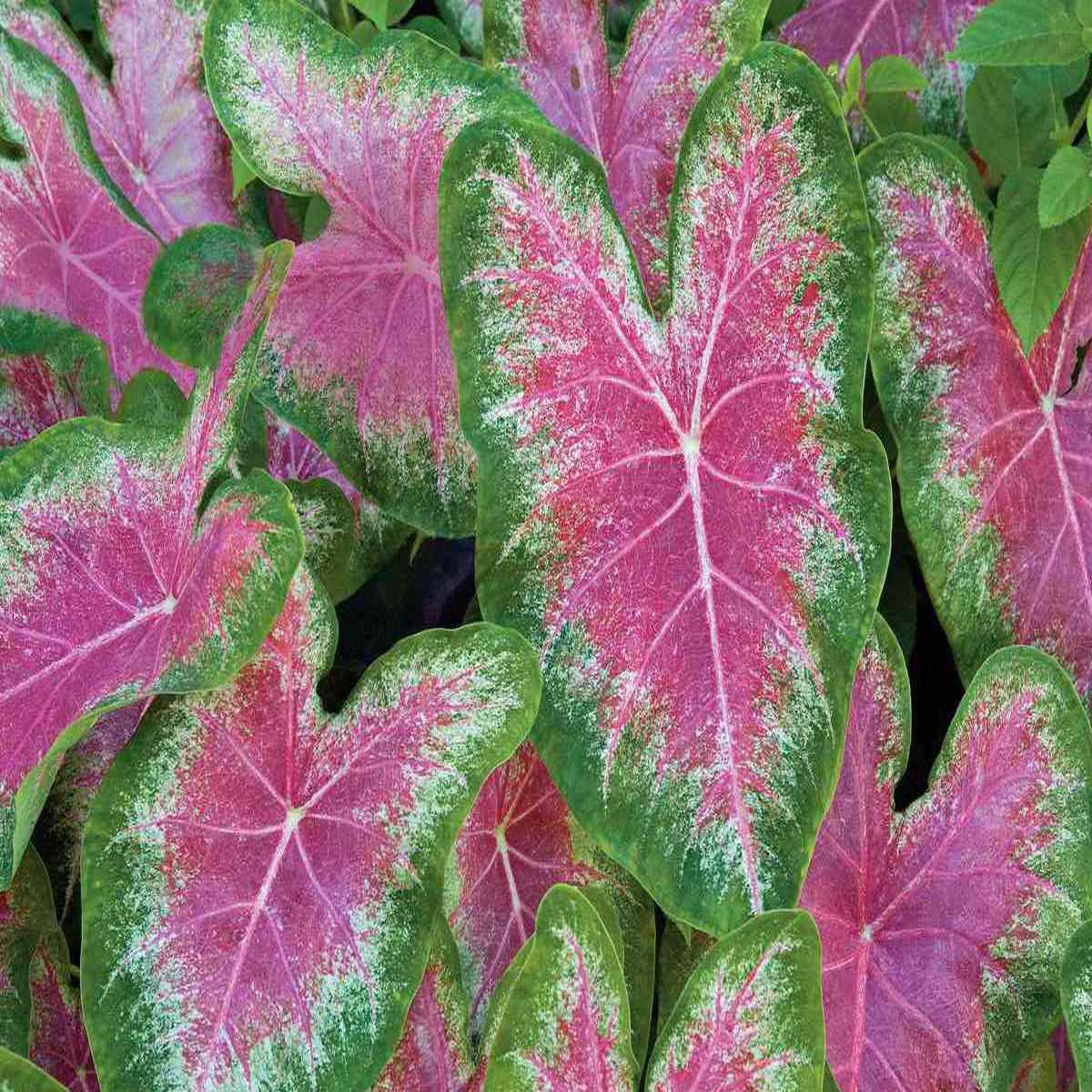 Violet Caladium Bicolor Flower Seeds for Planting Heirloom, Non-GMO, High Germination Organic Garden Seeds