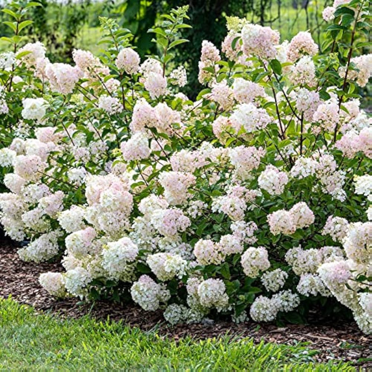 White Hydrangea Hydrangea Paniculata Strawberry Flower For Planting Ideal For Home Garden