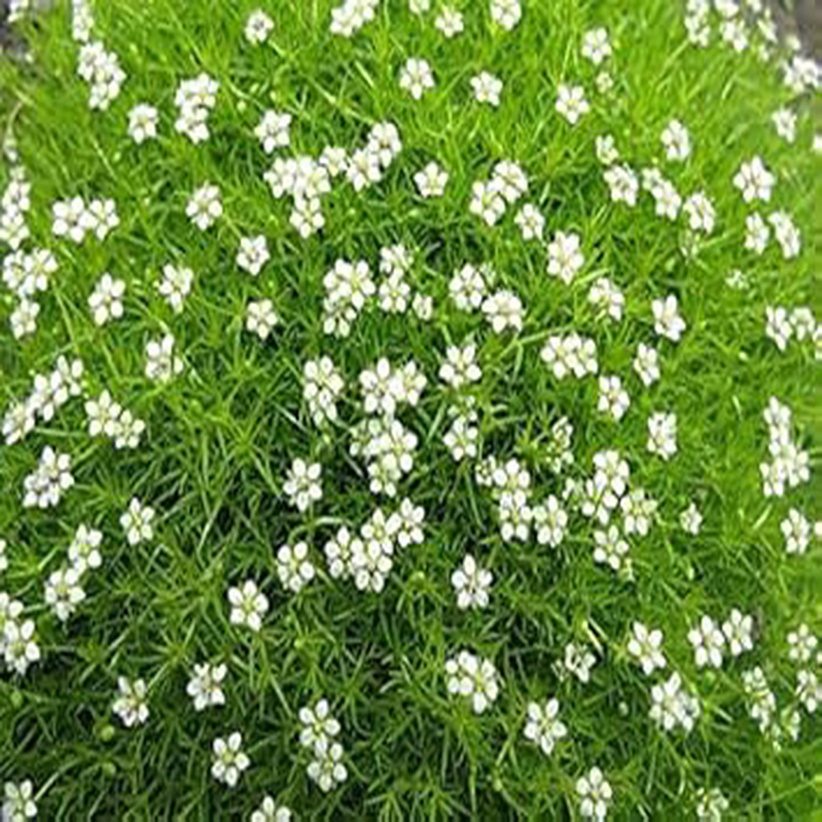 White Sagina Subulata Flower seeds for Planting - Wildflower Mix, Heirloom & GMO Free Seeds for Home Garden