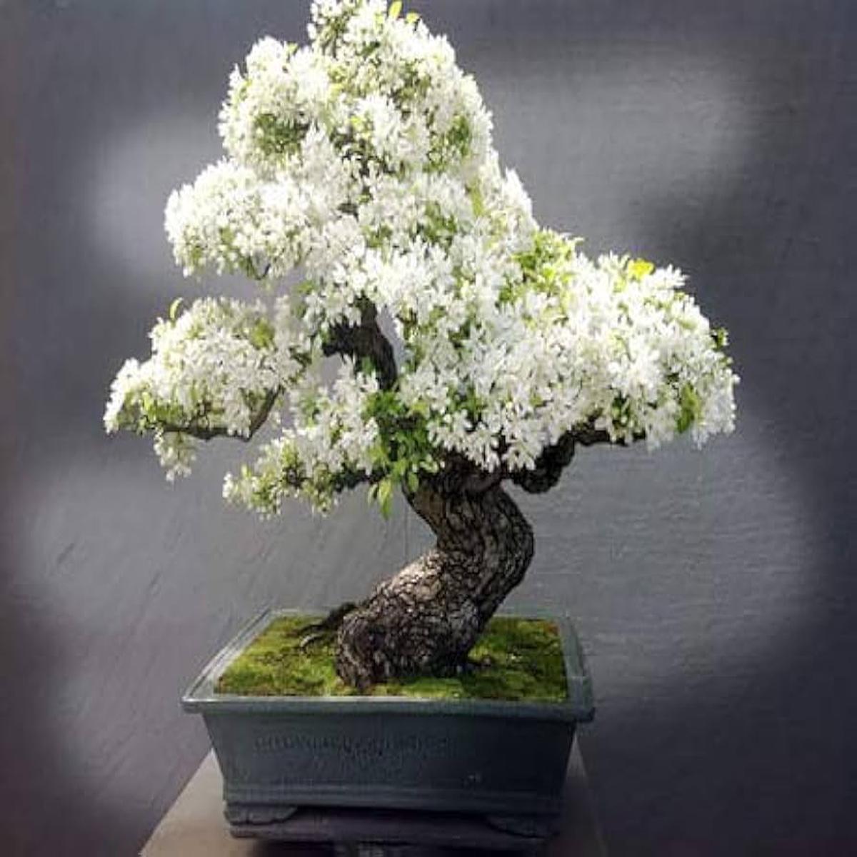 White Simsii Bonsai Flower Seeds Heirloom Non-GMO High Germination Organic Garden Seeds for Planting