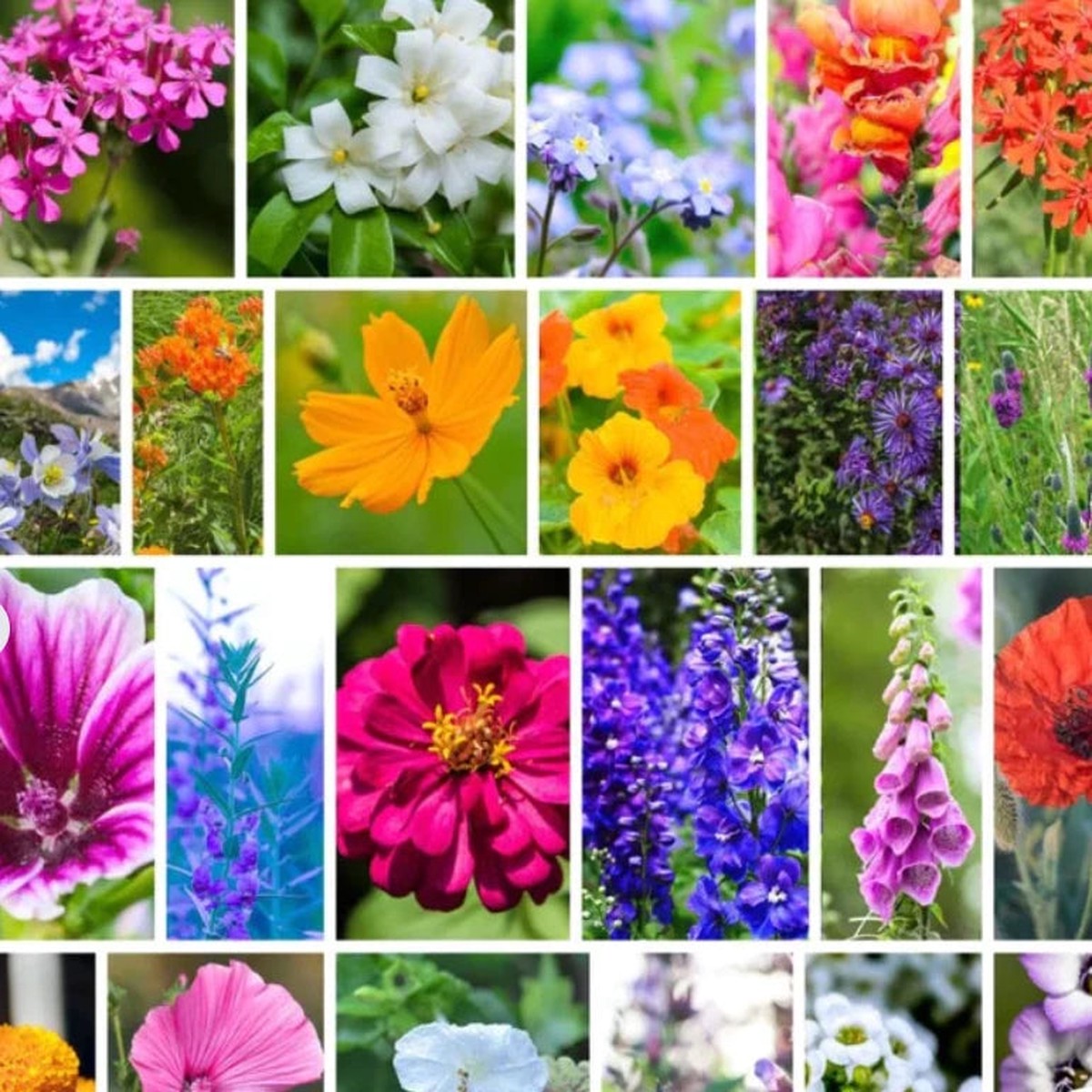 Wildflower Seeds - Hummingbird & Butterfly Pollinator Mix- Seeds Heirloom, Non-GMO, High Germination Organic Garden Seeds