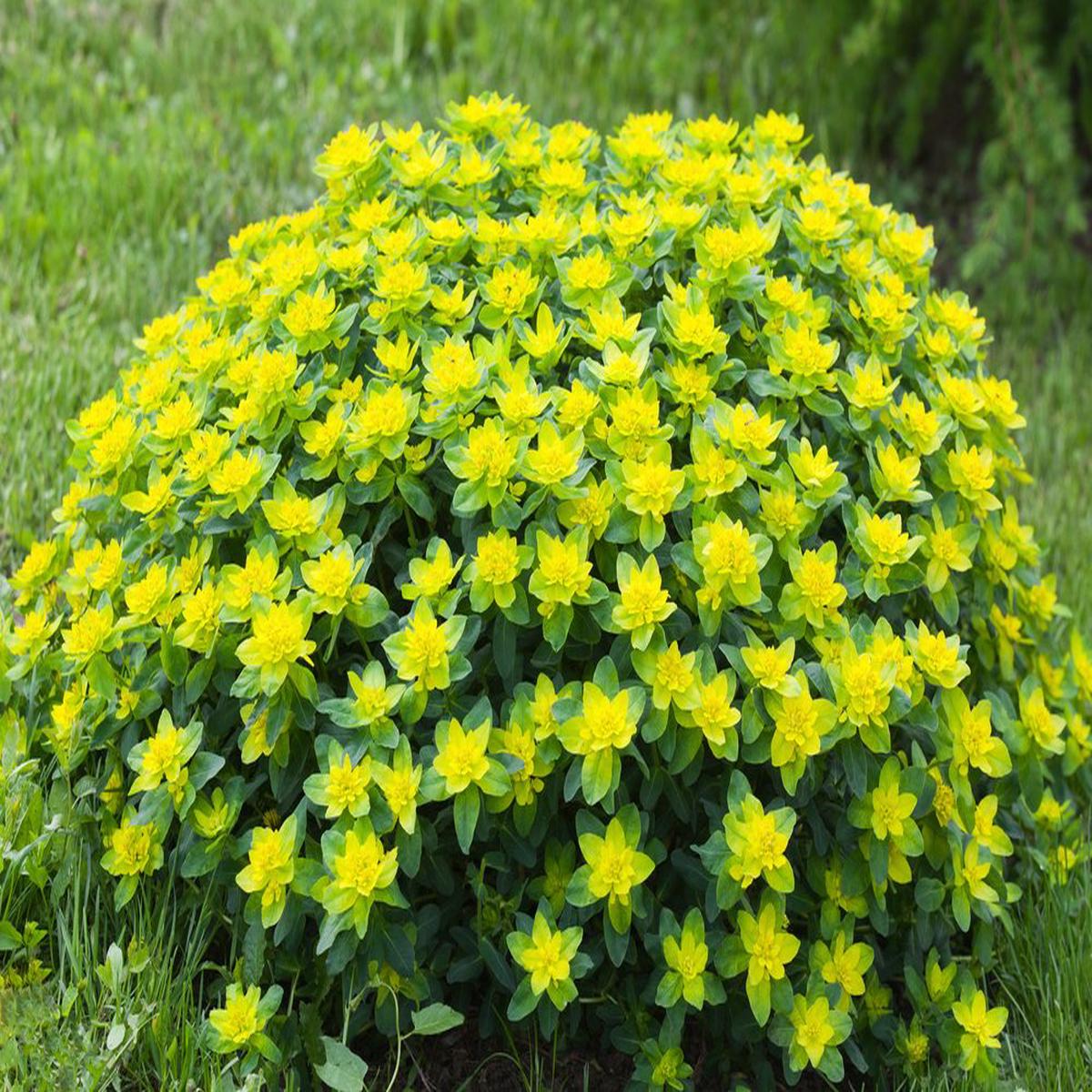 Yellow Euphorbia Polychroma Flower seeds for Planting - Wildflower Mix, Heirloom & GMO Free Seeds for Home Garden