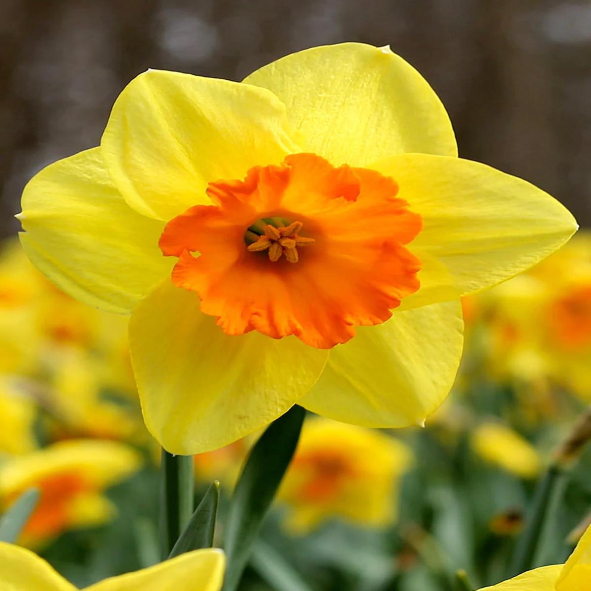Yellow Orange Daffodil Flower Seeds for Planting Heirloom, Non-GMO, Cut Flower Favorite, High Germination