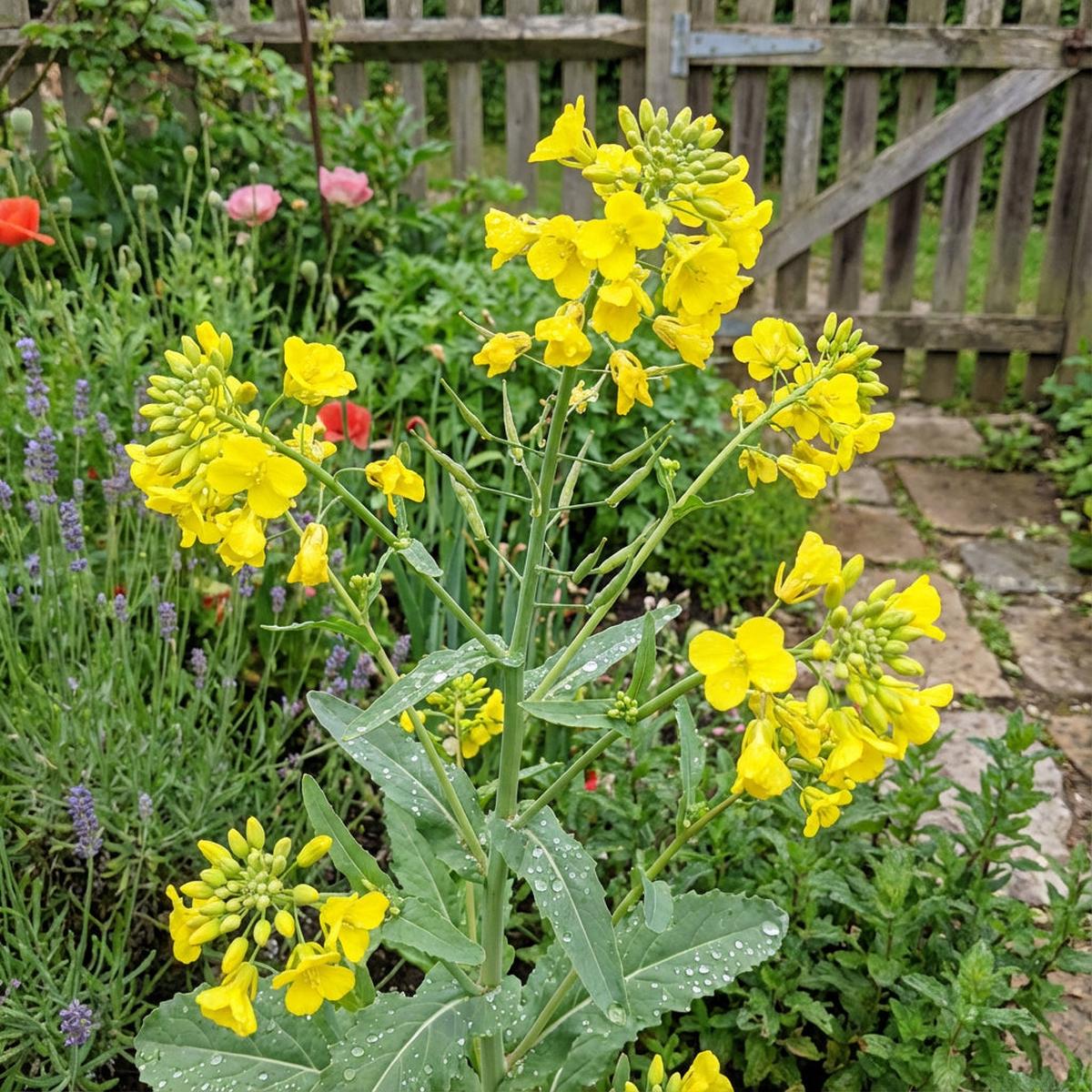 Yellow Rape Flower Seeds for Planting Brighten Your Garden