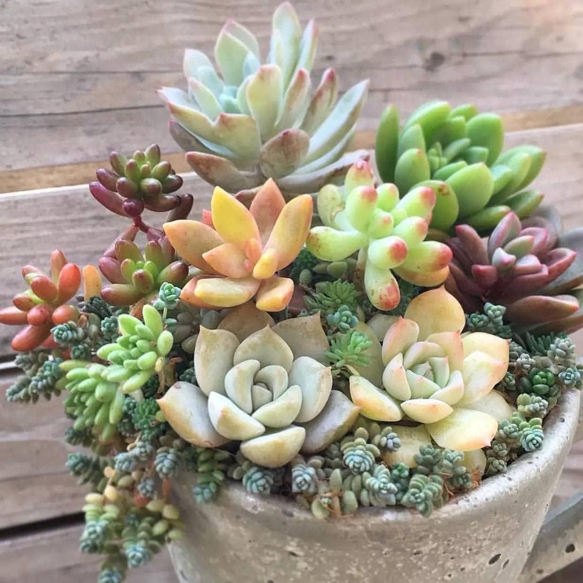 Yellow Red Echeveria Flower seeds for Planting - Colorful Display, Heirloom & GMO Free Seeds for Home Garden