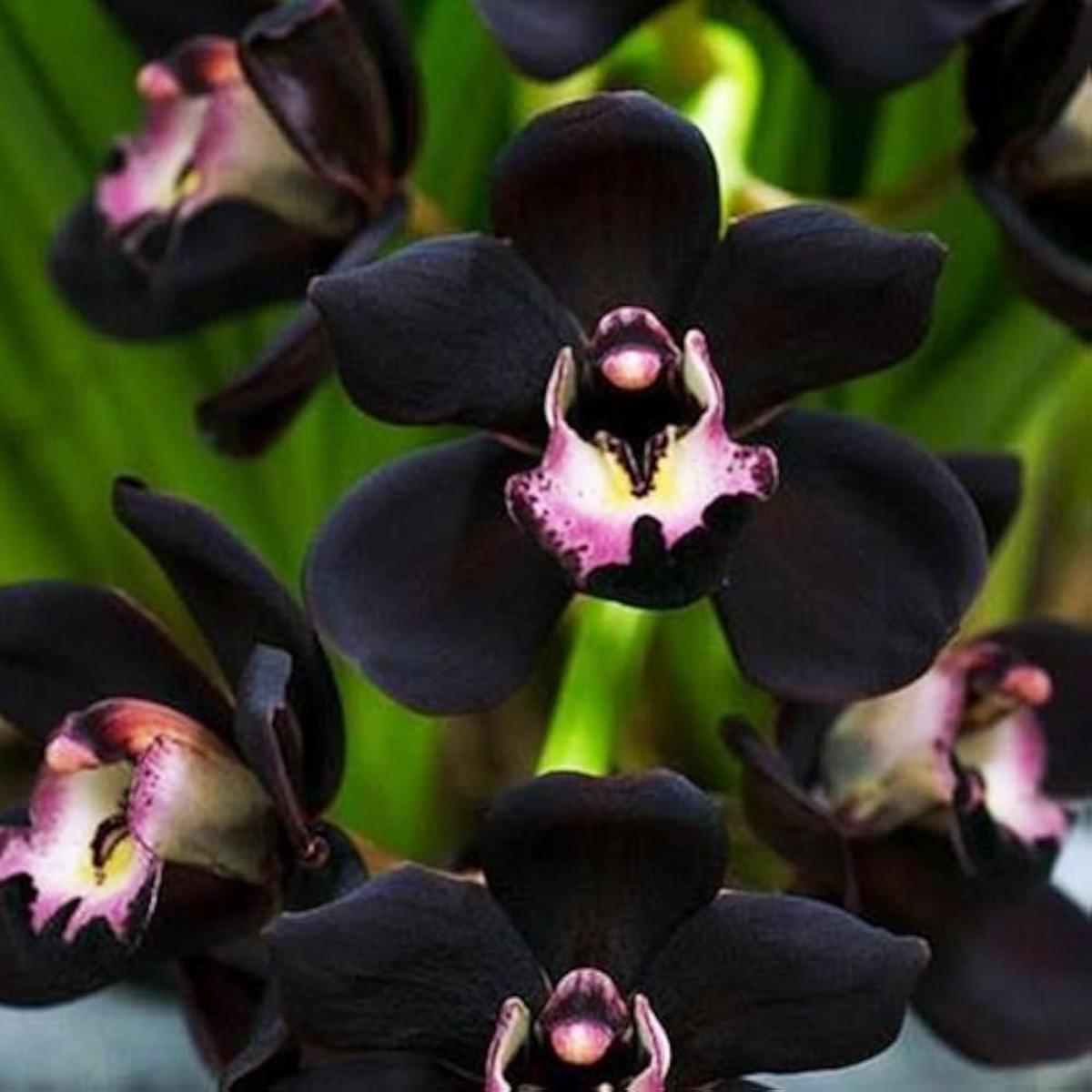 Black Cymbidium Faberi Flower seeds for Planting Garden Favorite Heirloom & GMO Free Seeds for Home Garden Sale