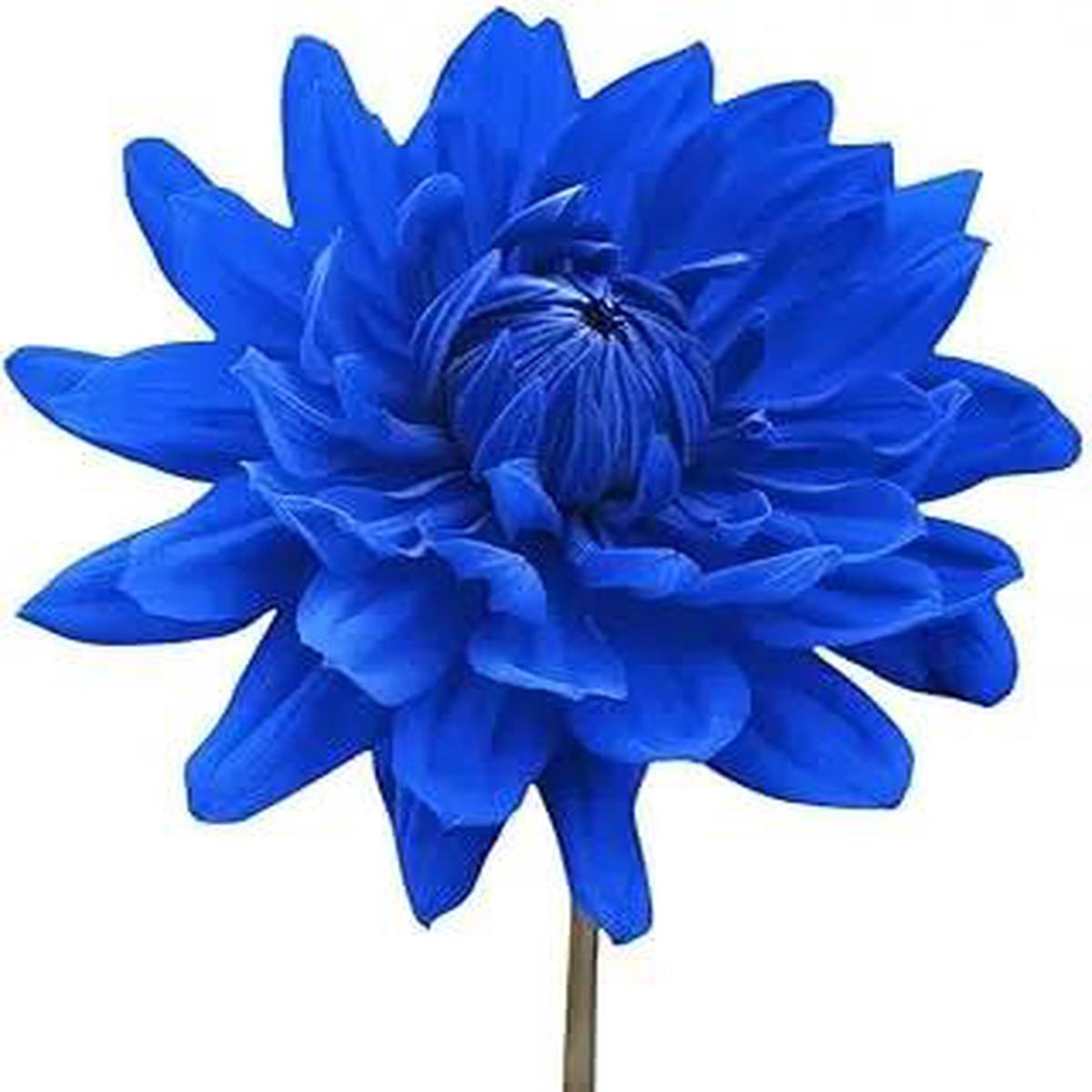 Blue Chrysanthemum Flower Seeds for Garden