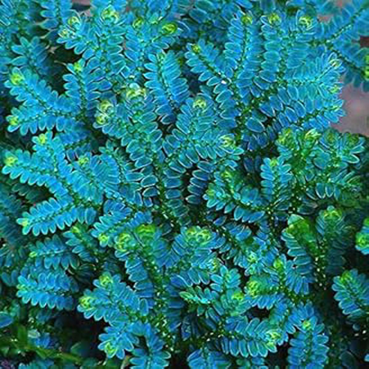 Blue Green Fern Heirloom Non GMO Seeds for Planting - Garden Perennial Indoor Outdoor Easy to Grow
